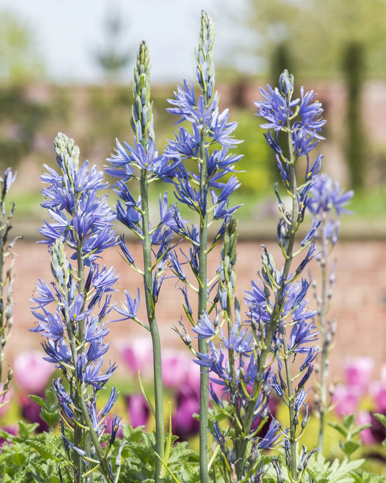 Camassia quamash - Image 5