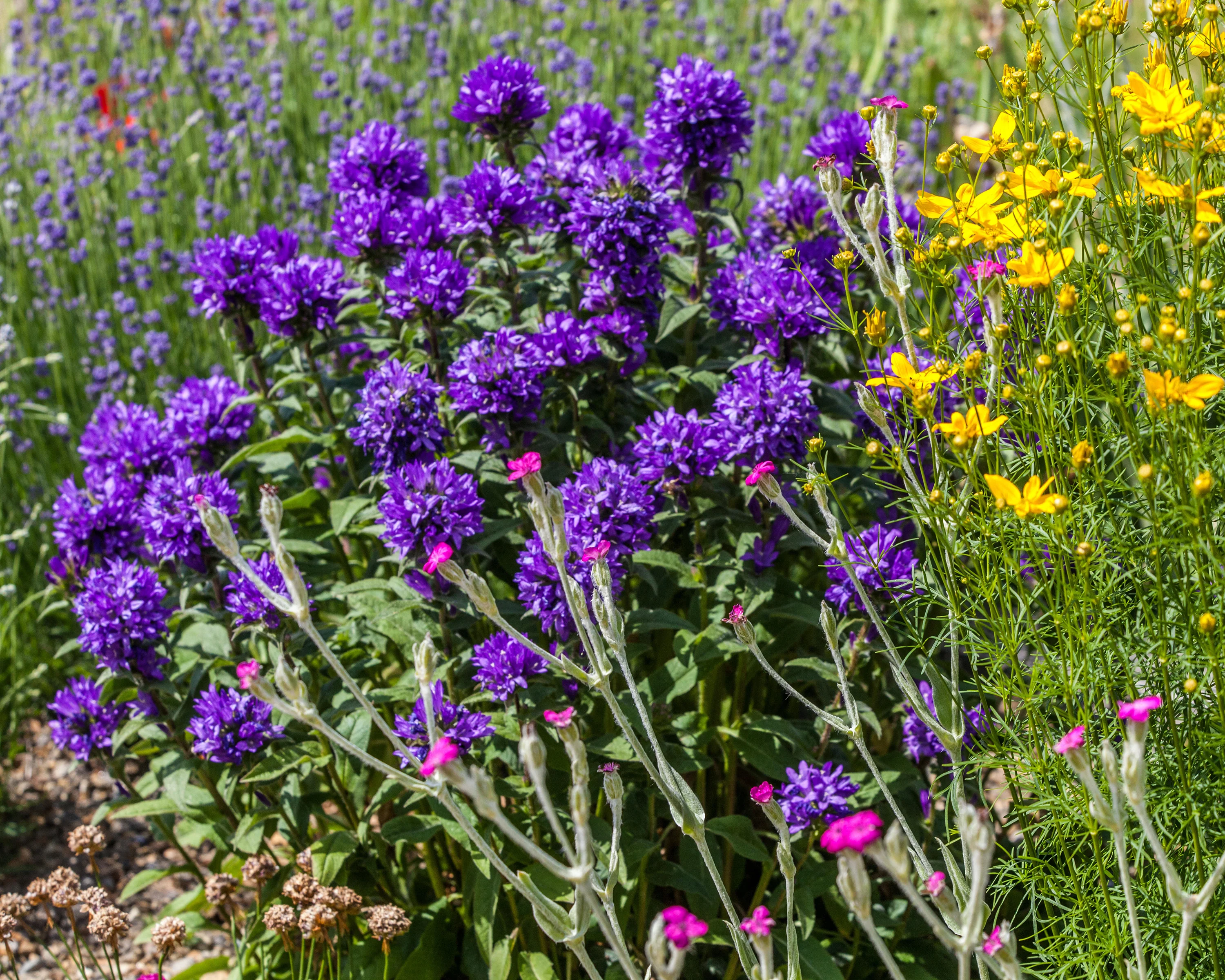 Campanula 'Superba' - Image 2