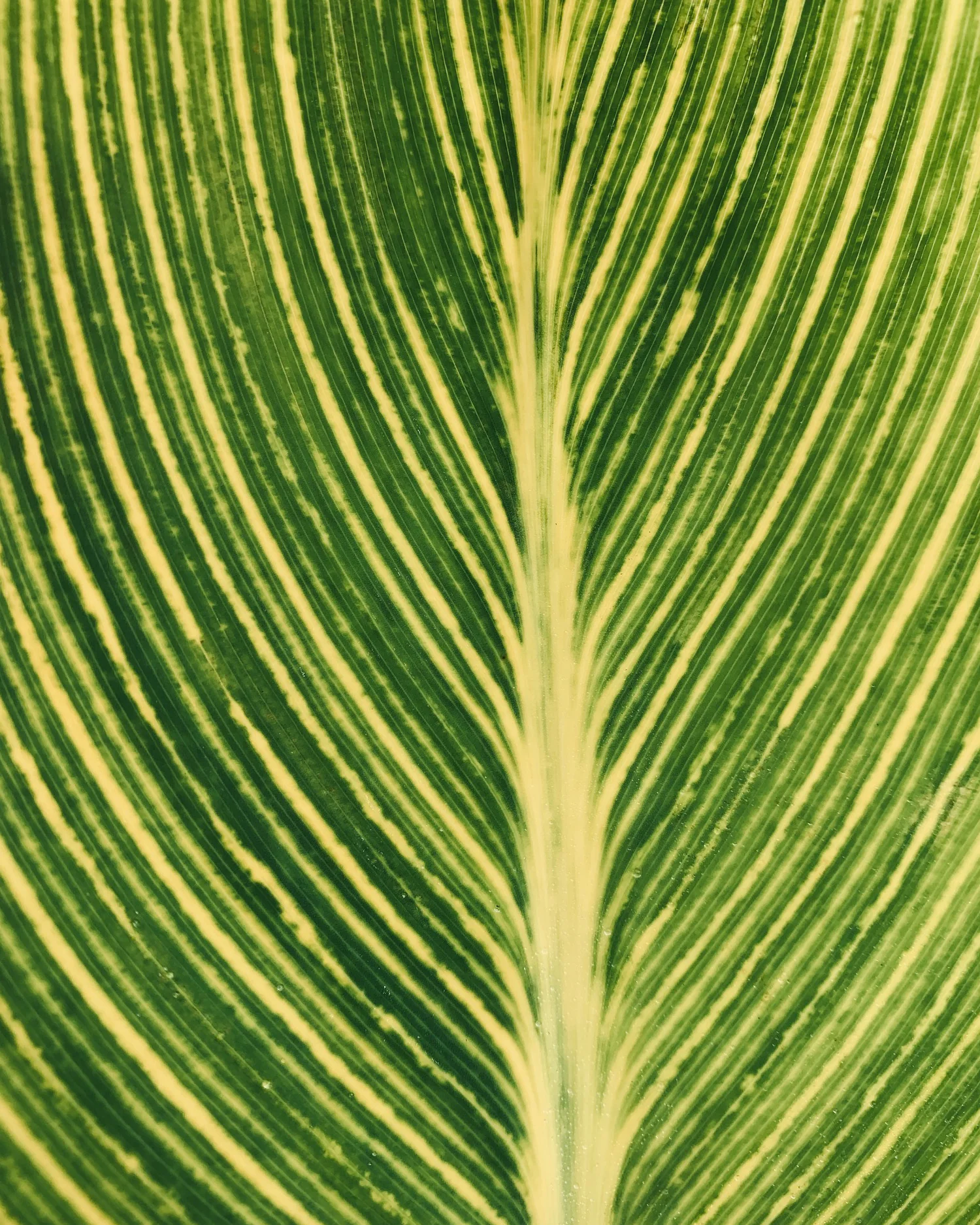 Canna 'Pretoria' - Image 2