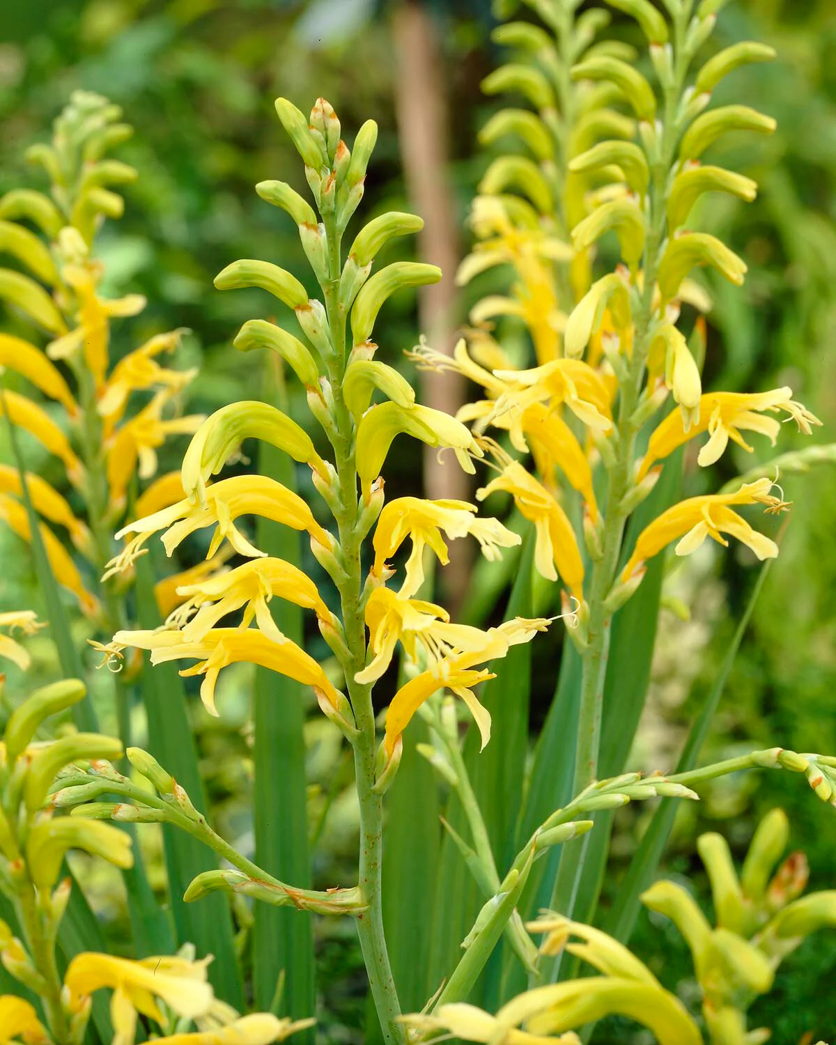 Chasmanthe 'Ducktii'