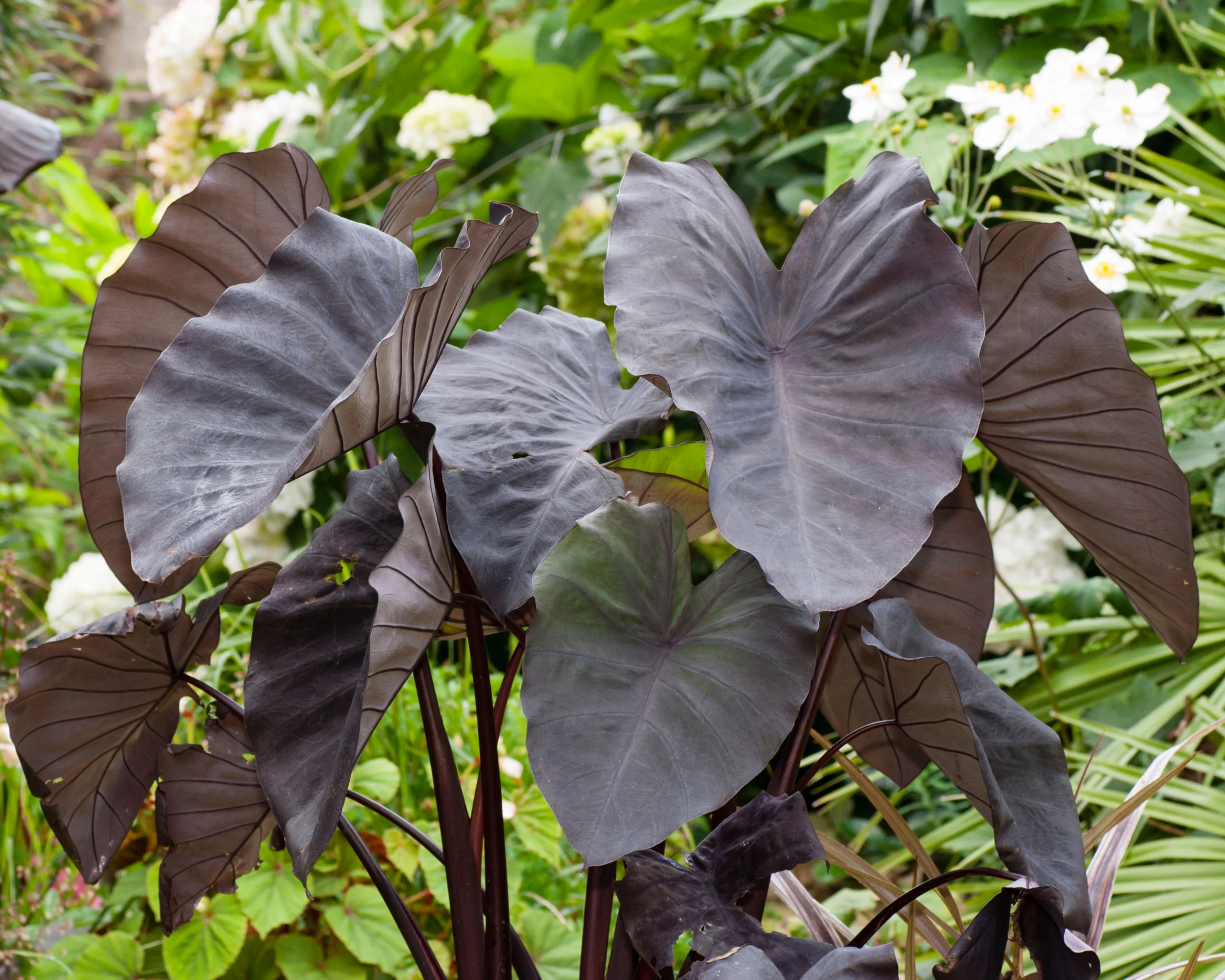 Colocasia 'Black Magic' - Image 2