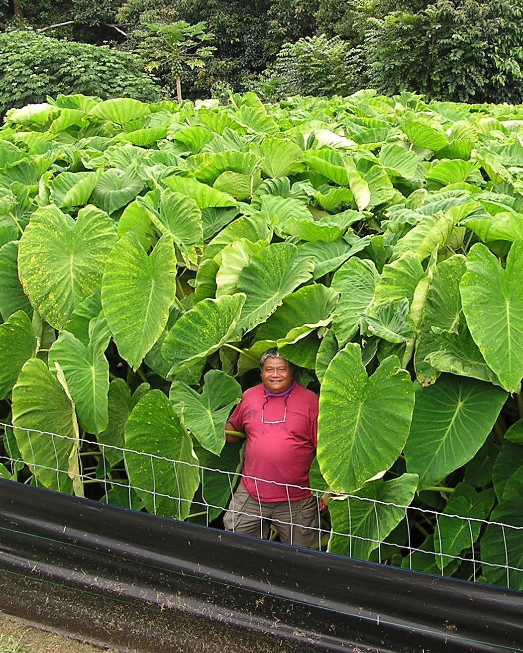 Colocasia 'Jumbo Taro'