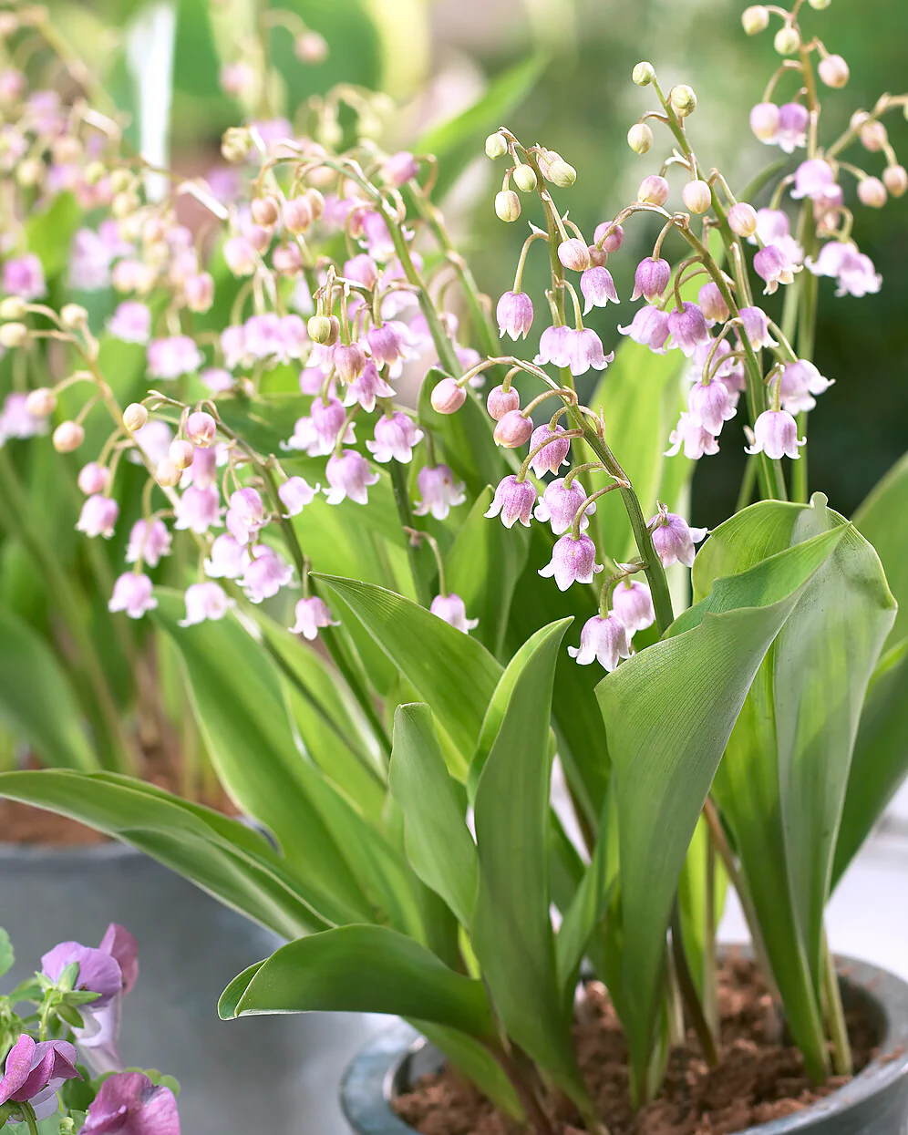 Convallaria majalis var. rosea - Image 5