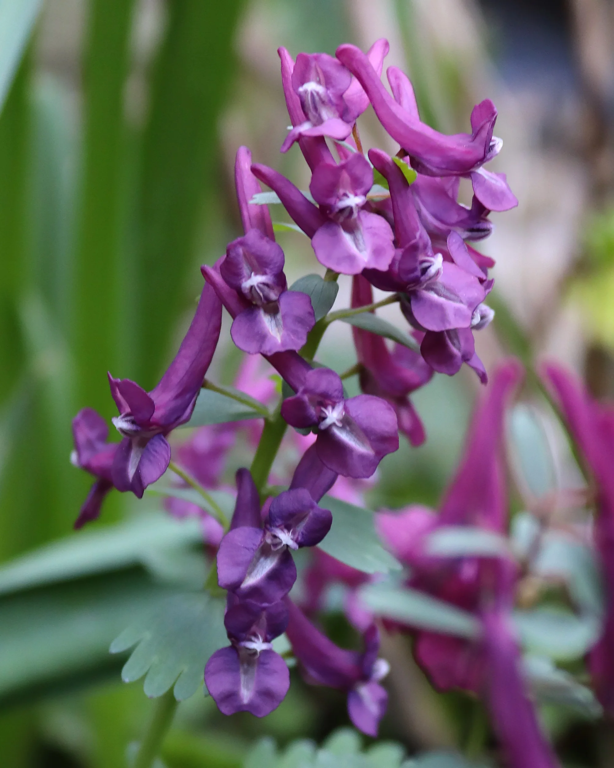 Corydalis 'Purple Bird'