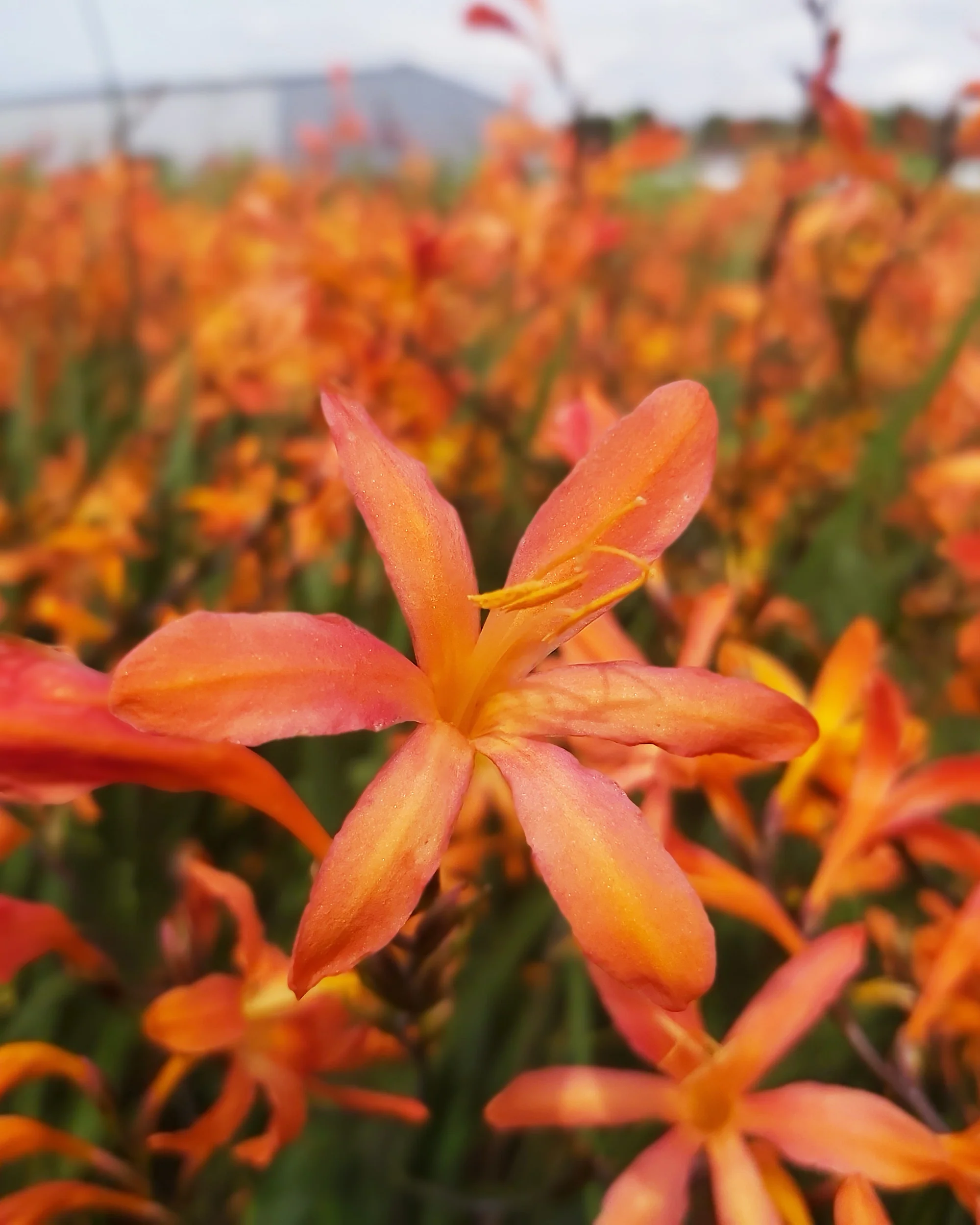 Crocosmia 'Sunset' - Image 2