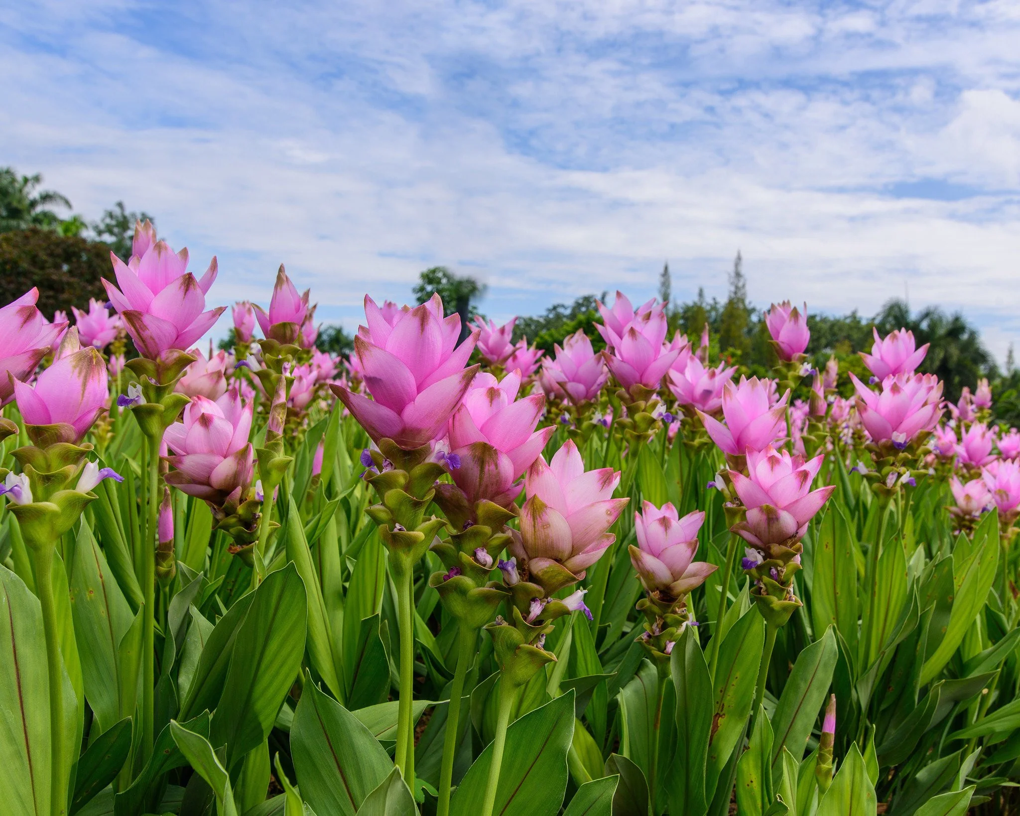 Curcuma alismatifolia Pink - Image 2