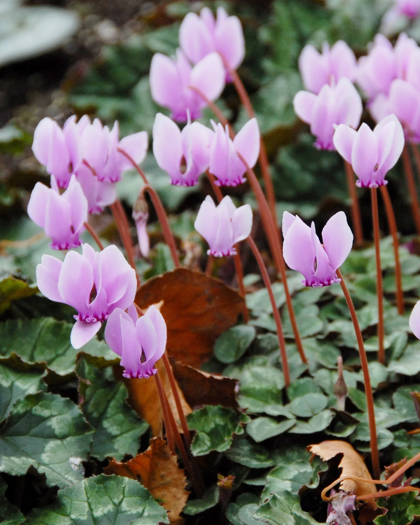 Cyclamen hederifolium