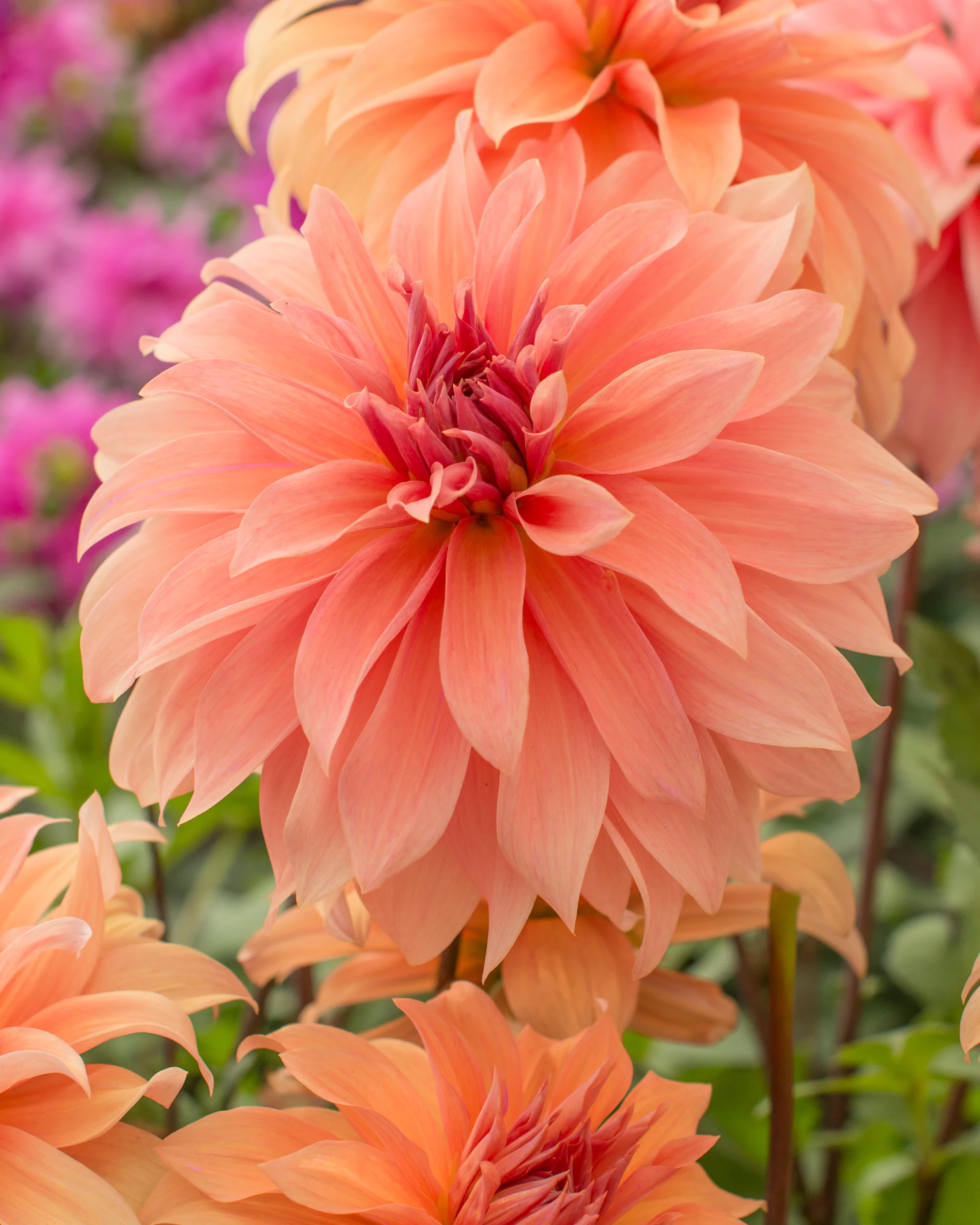 Dahlia 'Babylon Bronze'