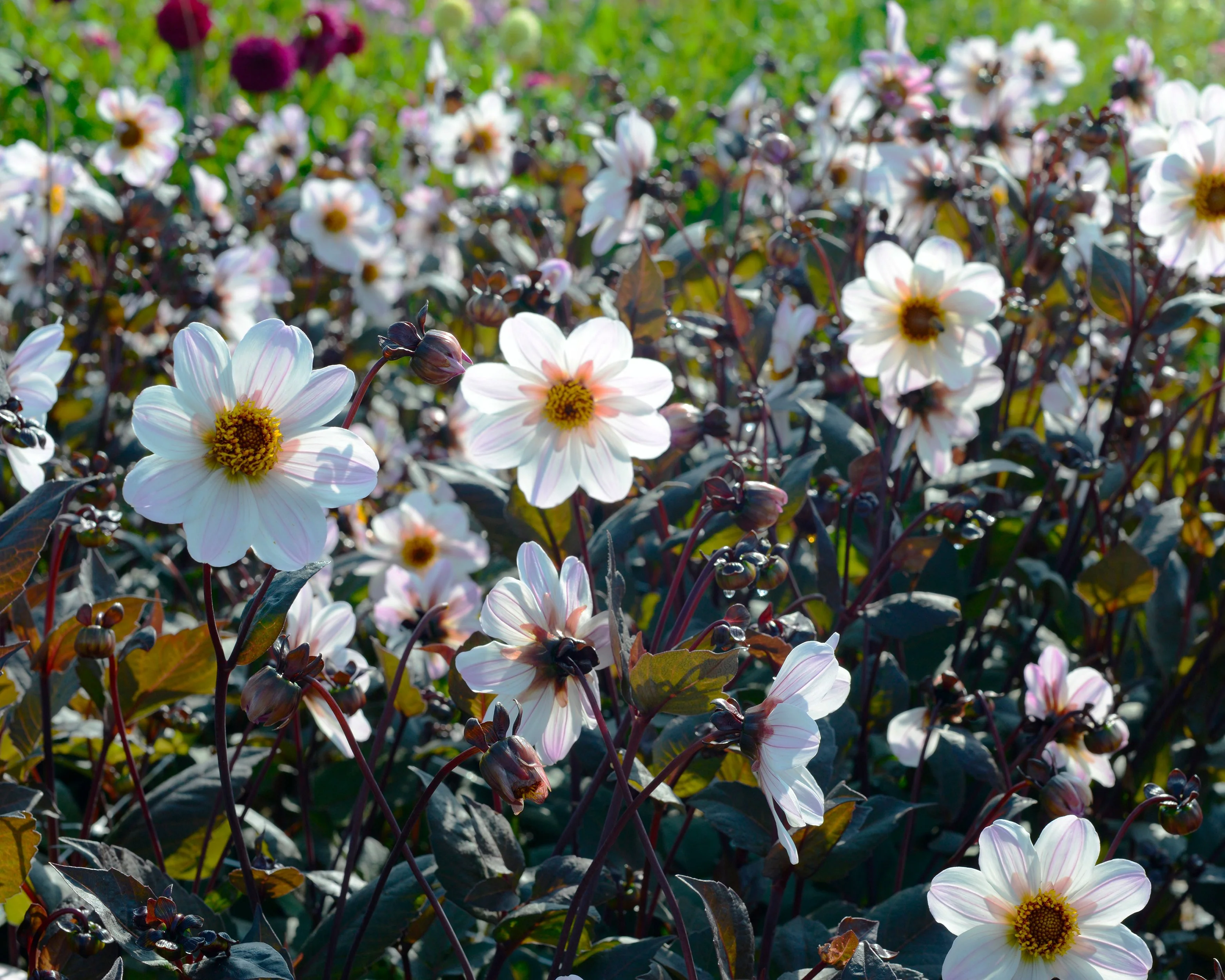 Dahlia 'Bishop of Dover' - Image 2