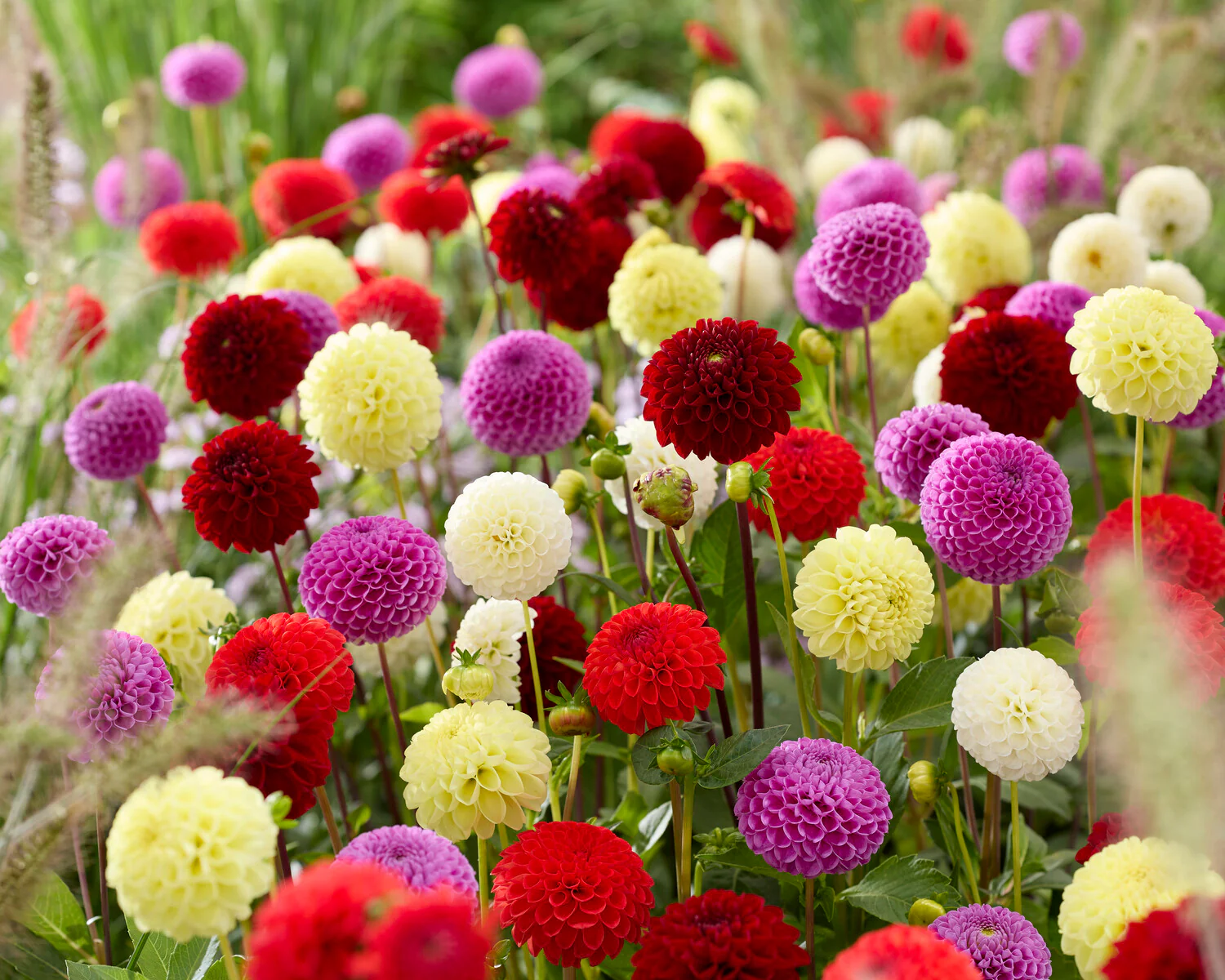 Dahlia collection 'Pompon Mix' - Image 2
