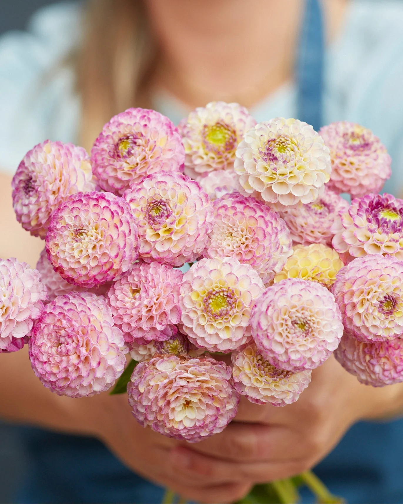Dahlia 'Hapet Compo'