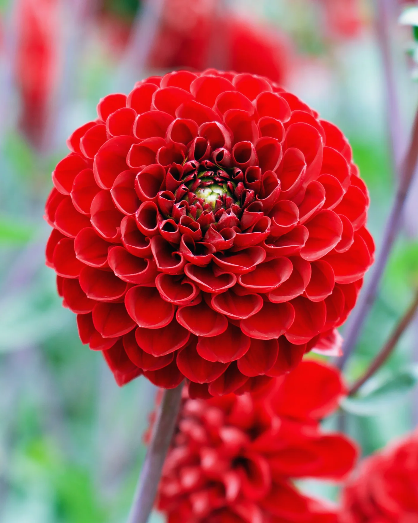 Dahlia 'Viking'