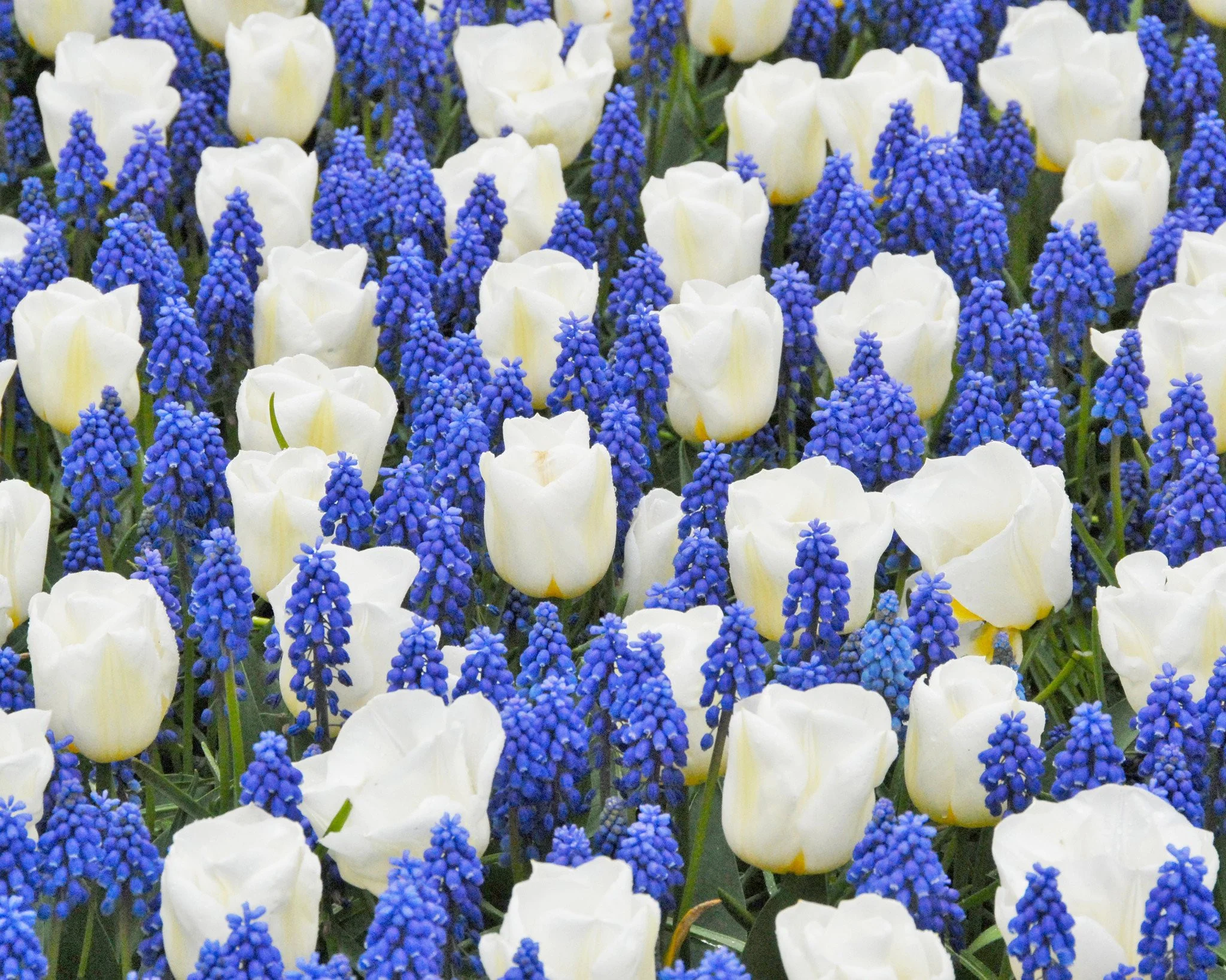 Collection 'Delft Blue' - Image 2