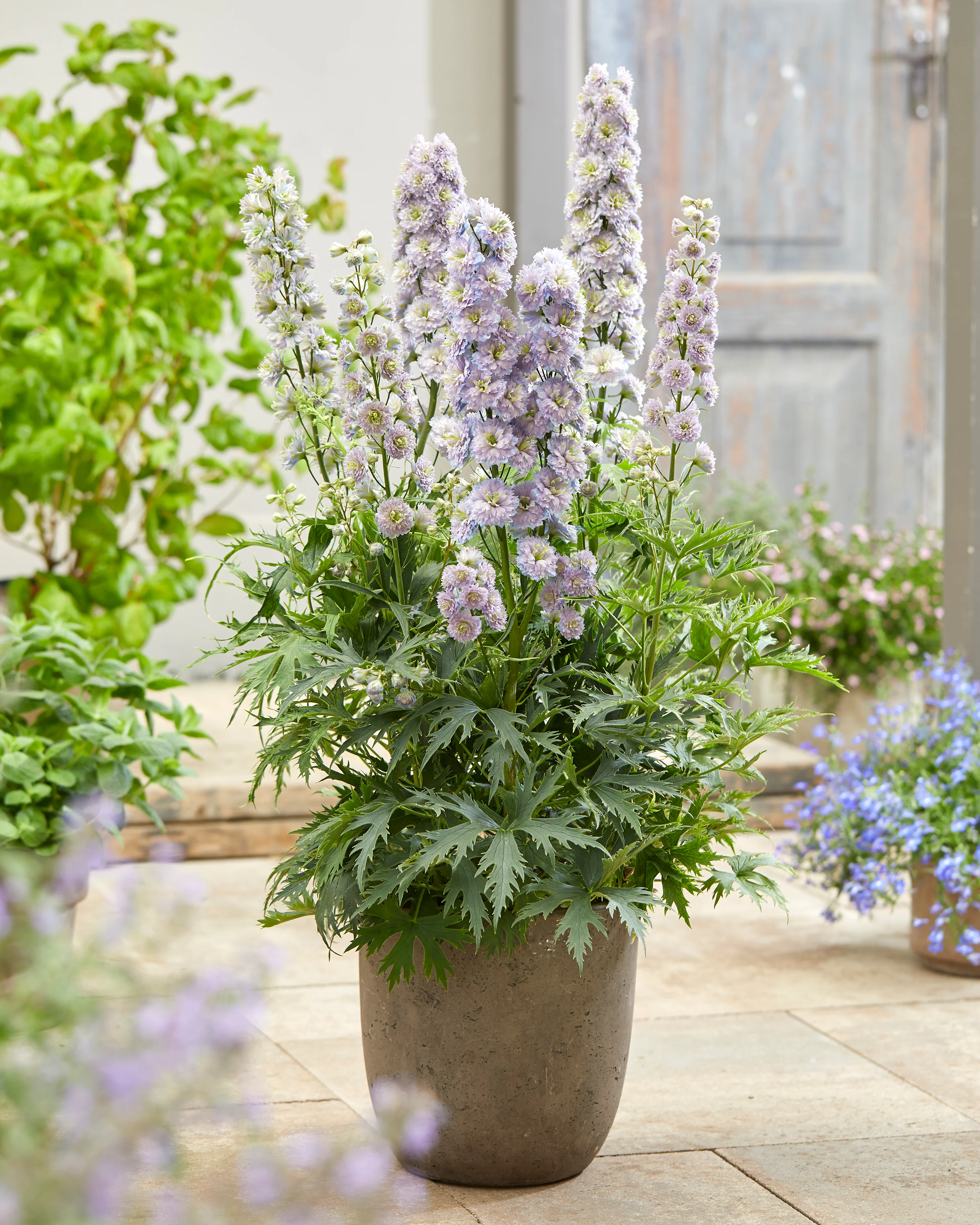 Delphinium 'Rainbow Sensation' - Image 2