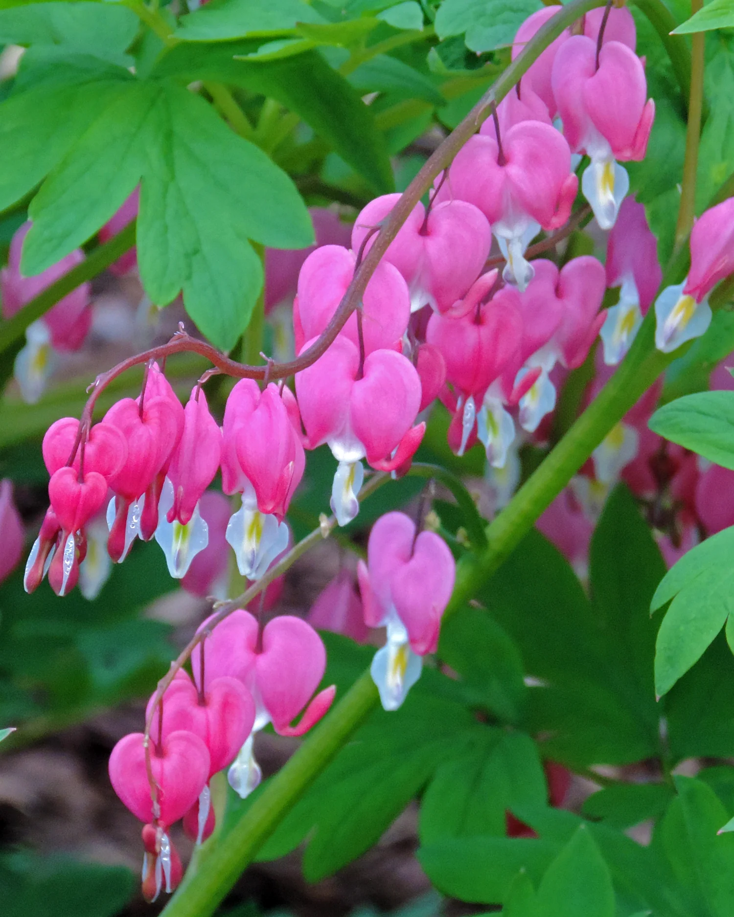 Dicentra spectabilis - Image 2