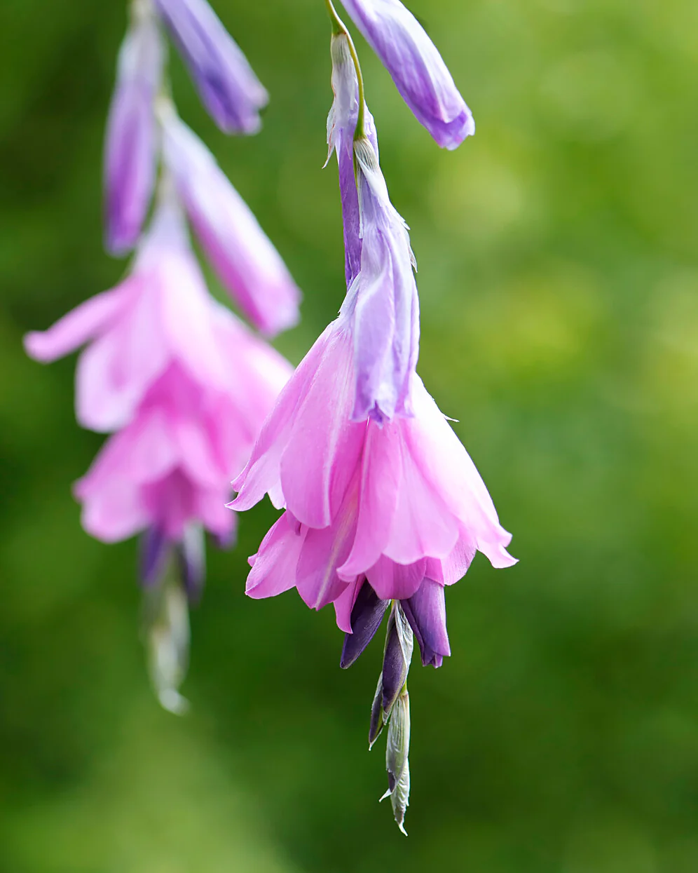 Dierama pulcherrimum