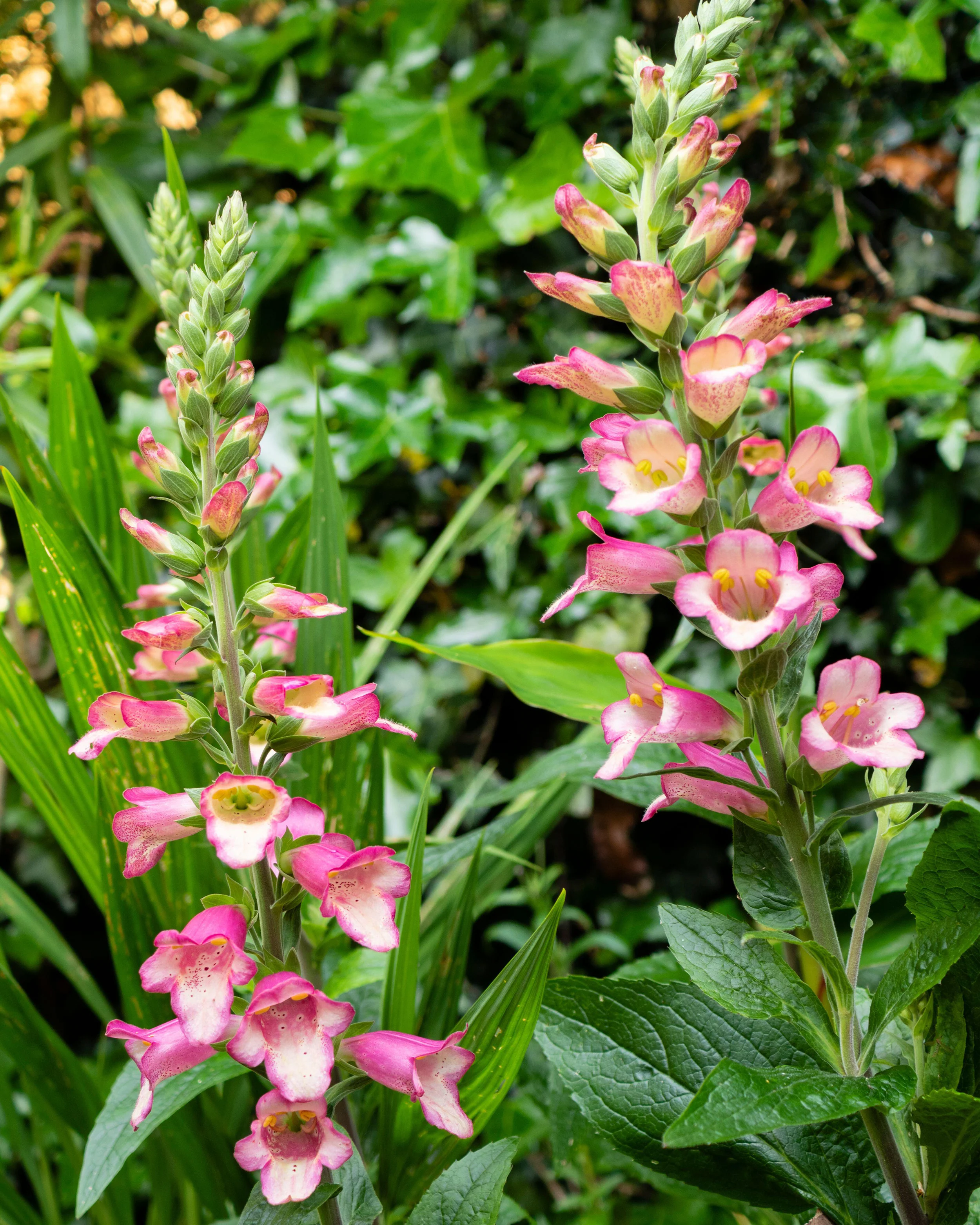 Digitalis 'Berry Canary' - Image 2