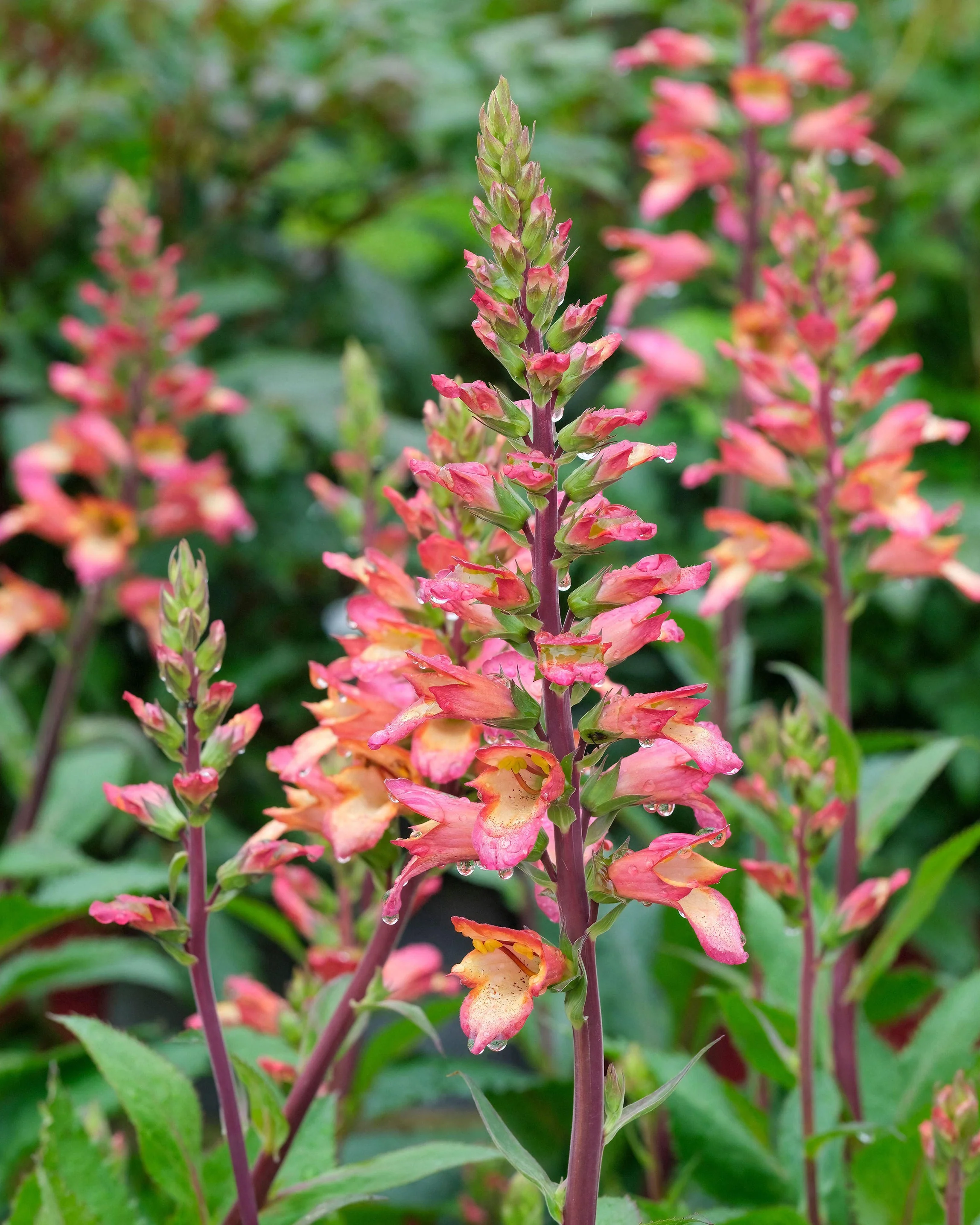 Digitalis 'Falcon Fire'