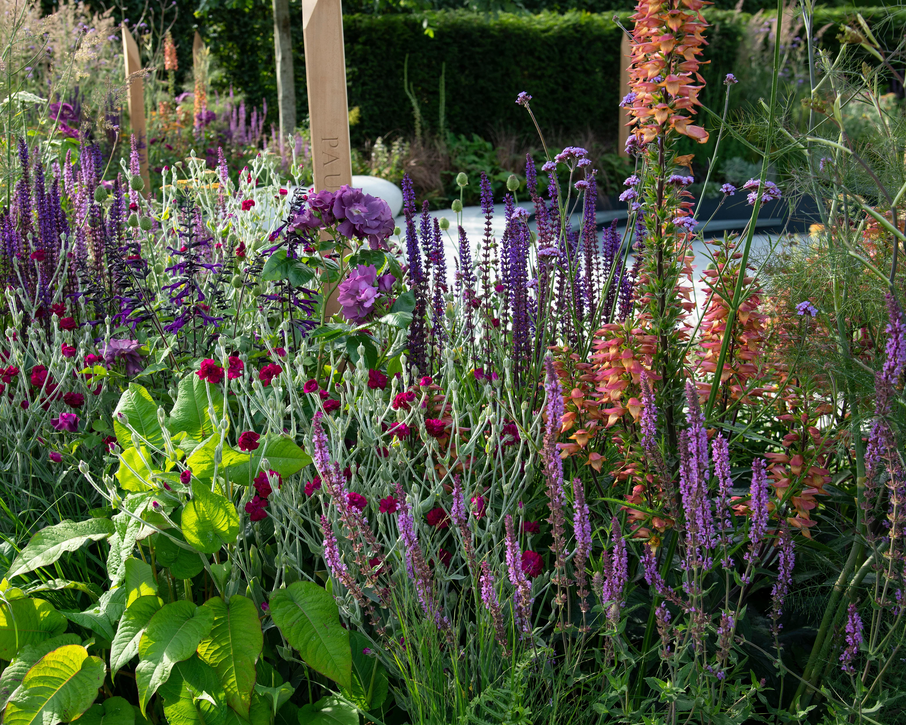 Digitalis 'Firebird' - Image 6
