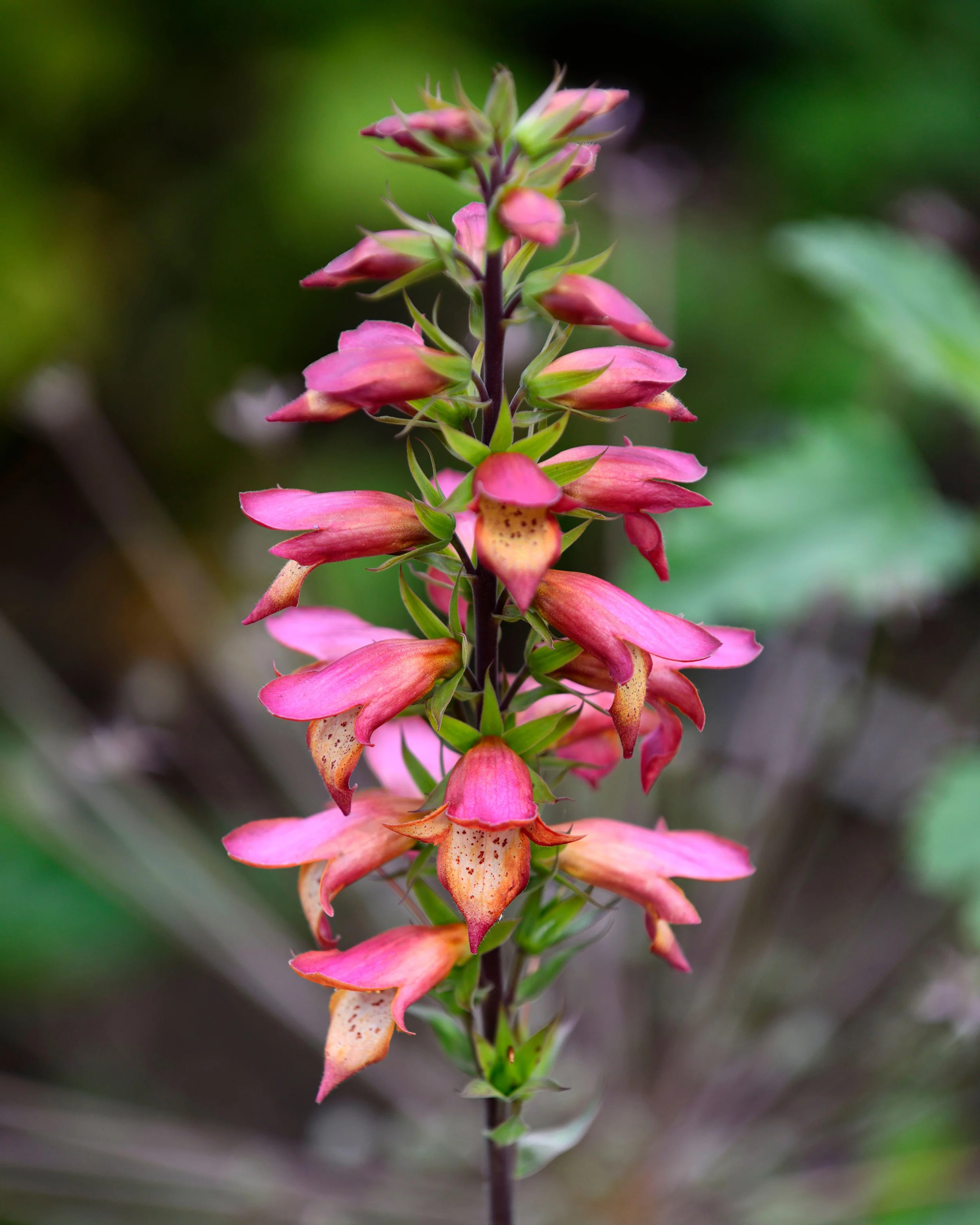 Digitalis 'Firebird' - Image 7