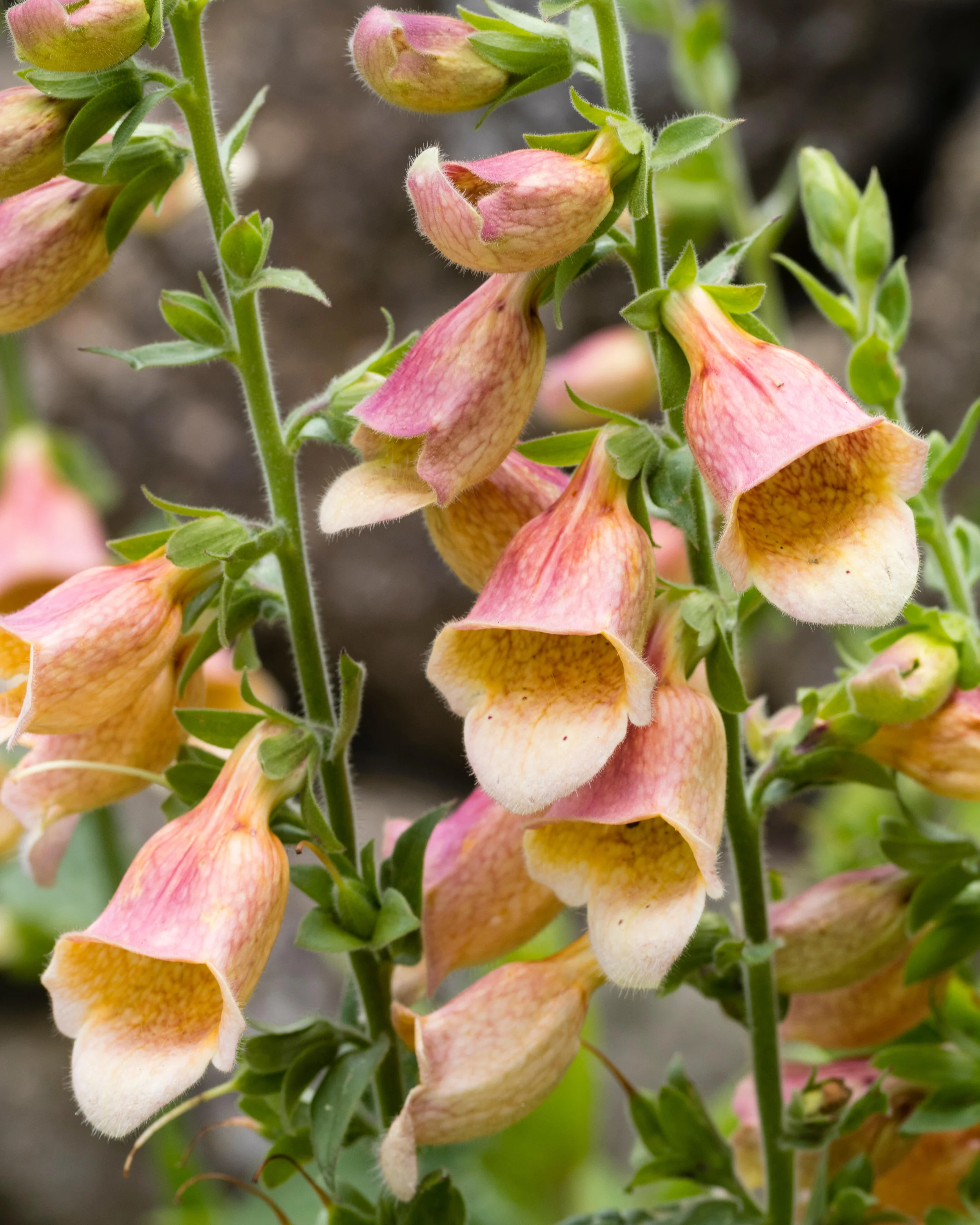 Digitalis 'Goldcrest' - Image 2