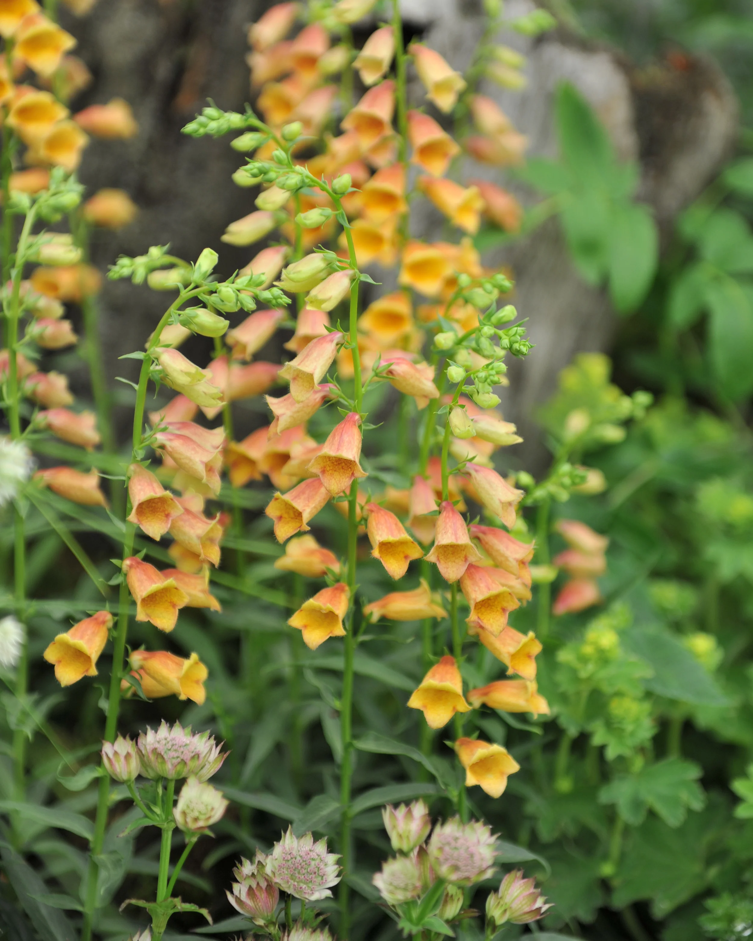 Digitalis 'Goldcrest' - Image 3