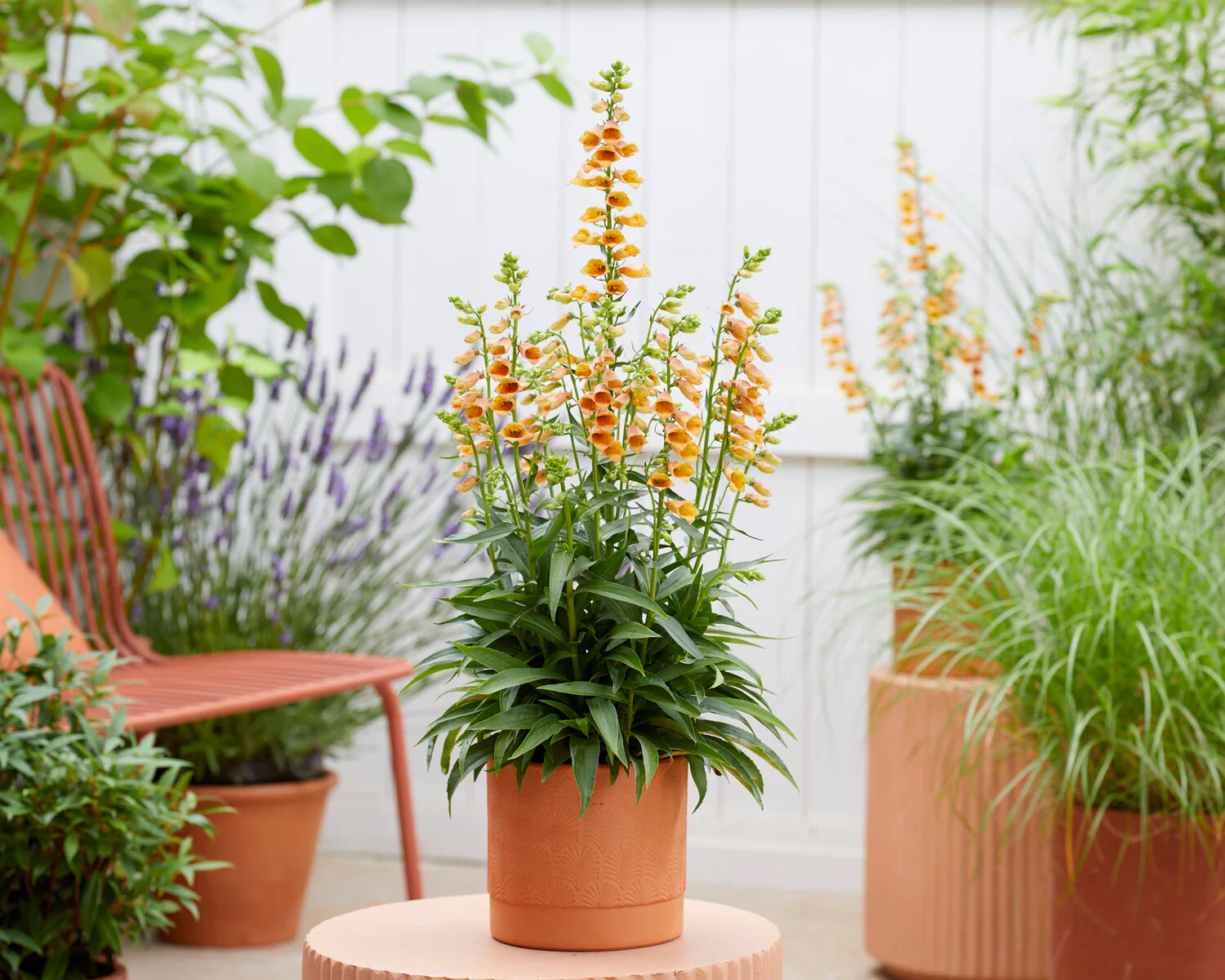 Digitalis 'Goldcrest' - Image 4