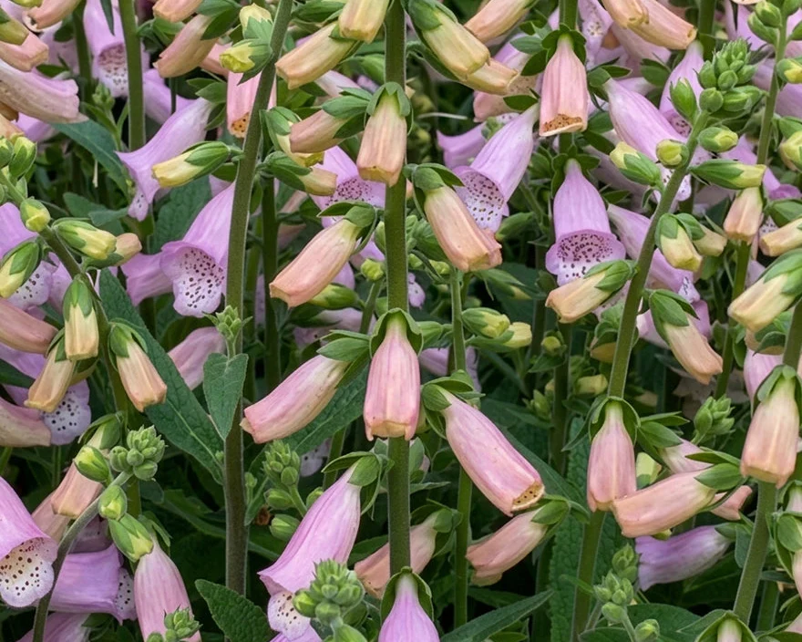 Digitalis 'Lucas Light Pink' - Image 2