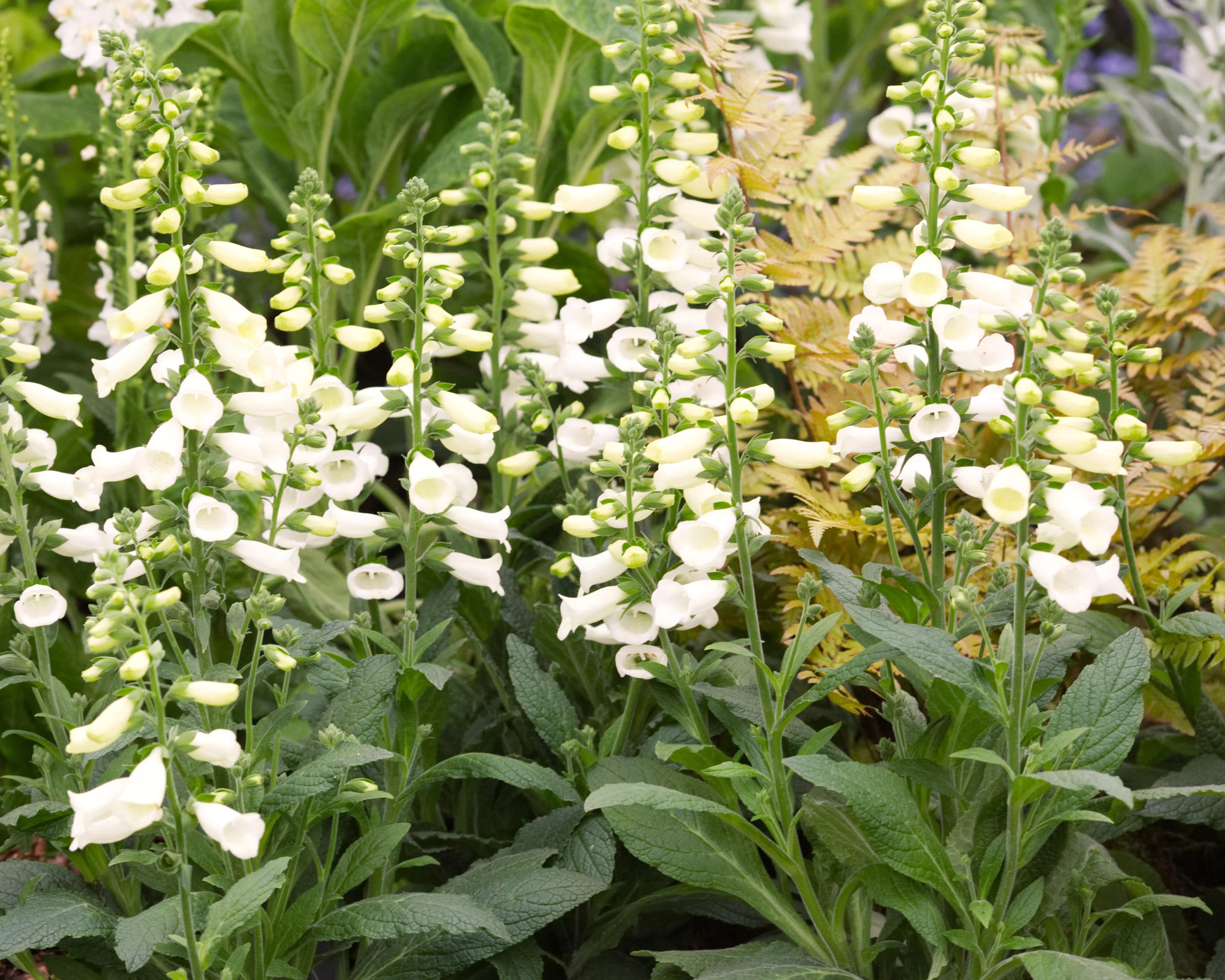 Digitalis 'Lucas White' - Image 3