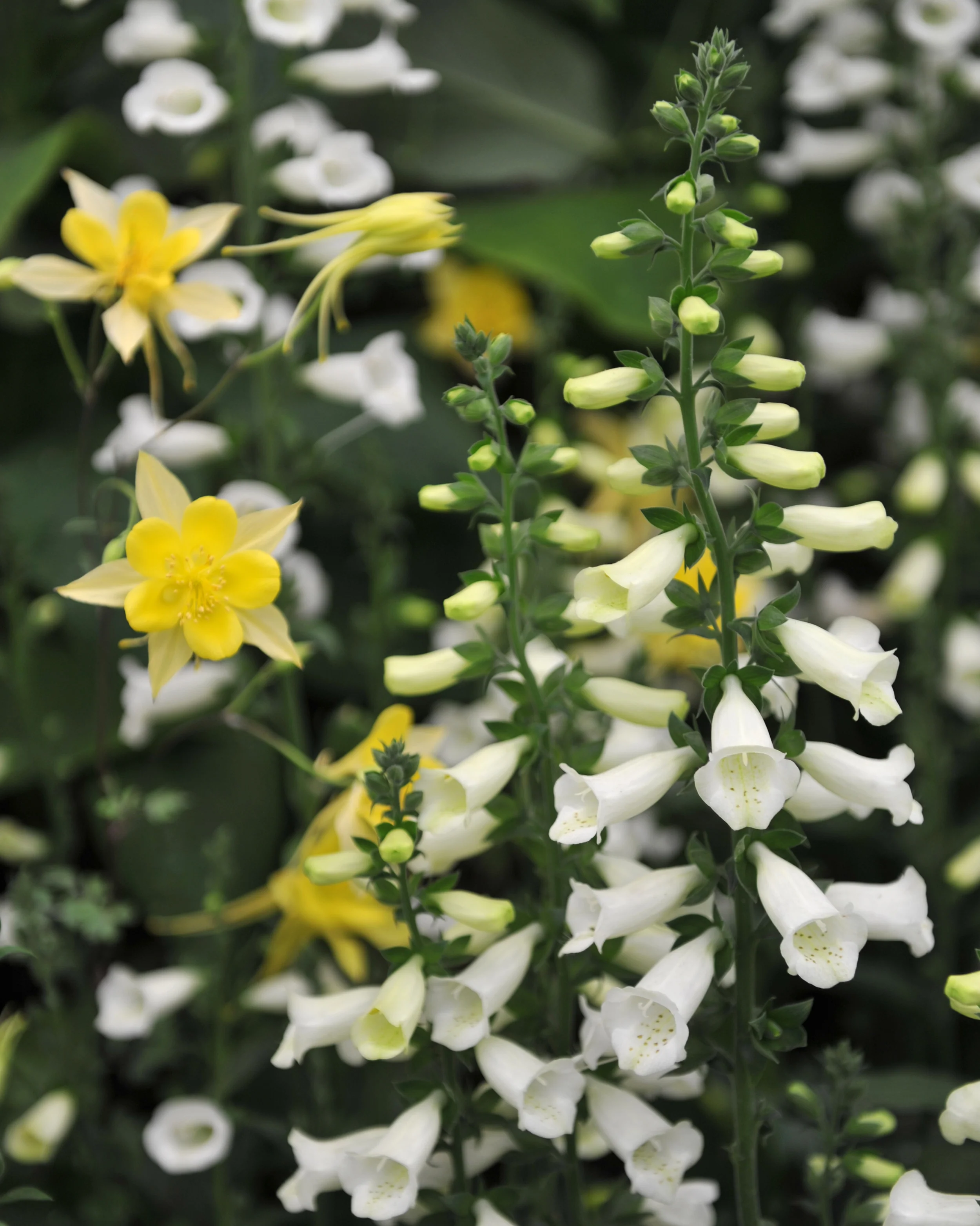 Digitalis 'Lucas White' - Image 4