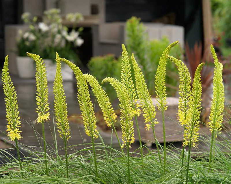 Eremurus 'Tap Dance' - Image 2