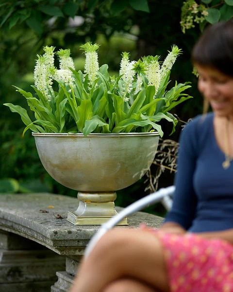 Eucomis autumnalis - Image 2