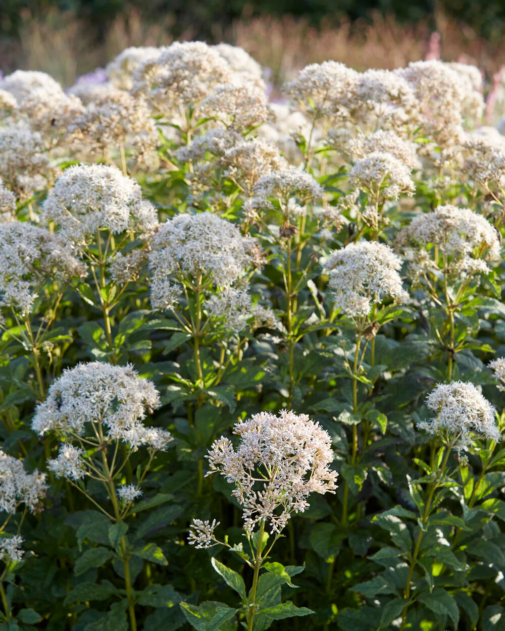 Eupatorium 'Snowball' - Image 2