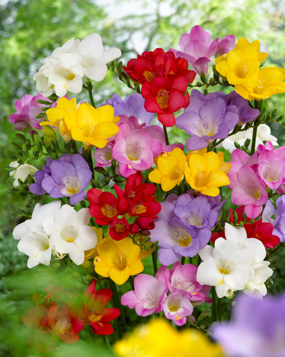 Freesia 'Single Mix'