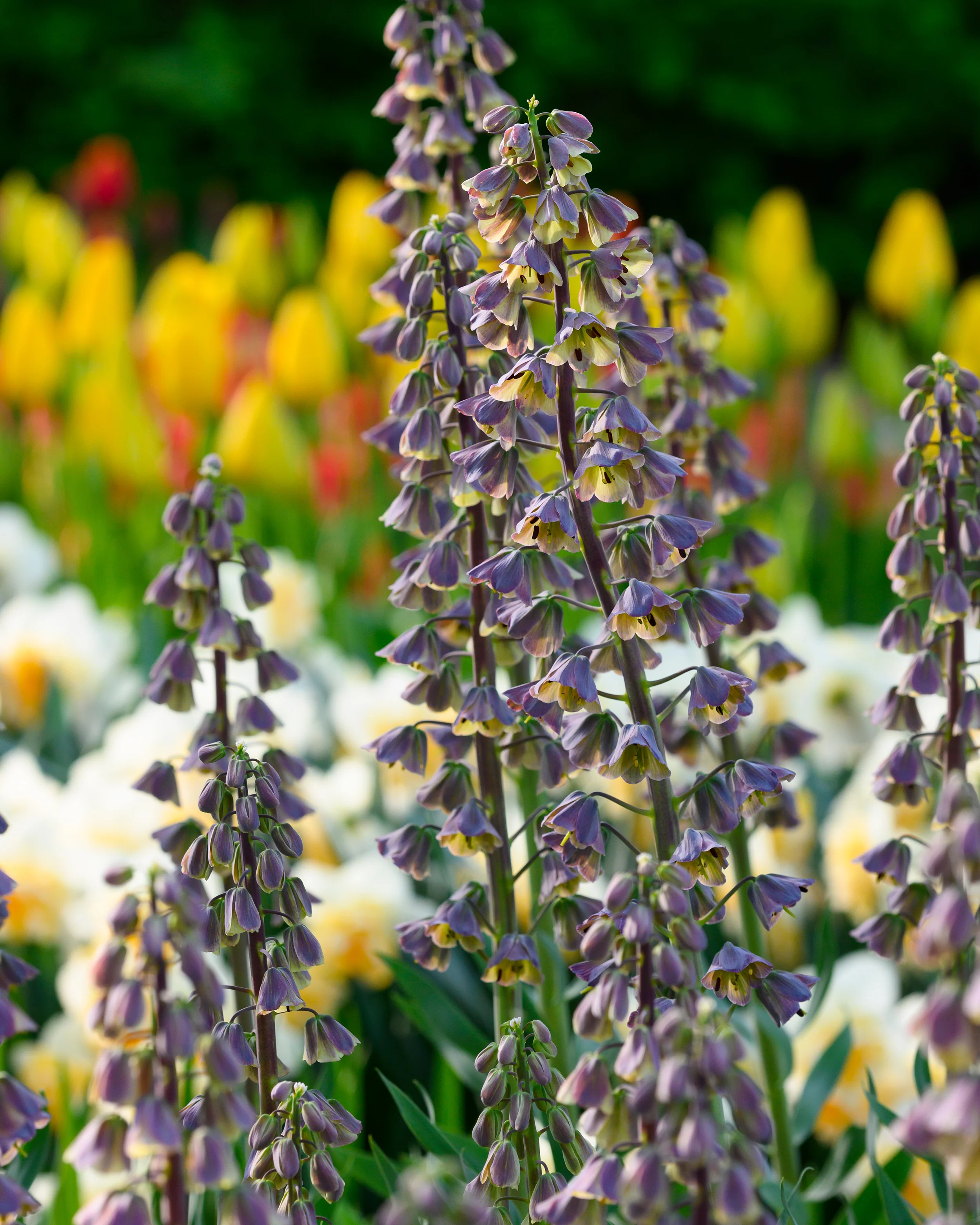 Fritillaria 'Magic Bells'