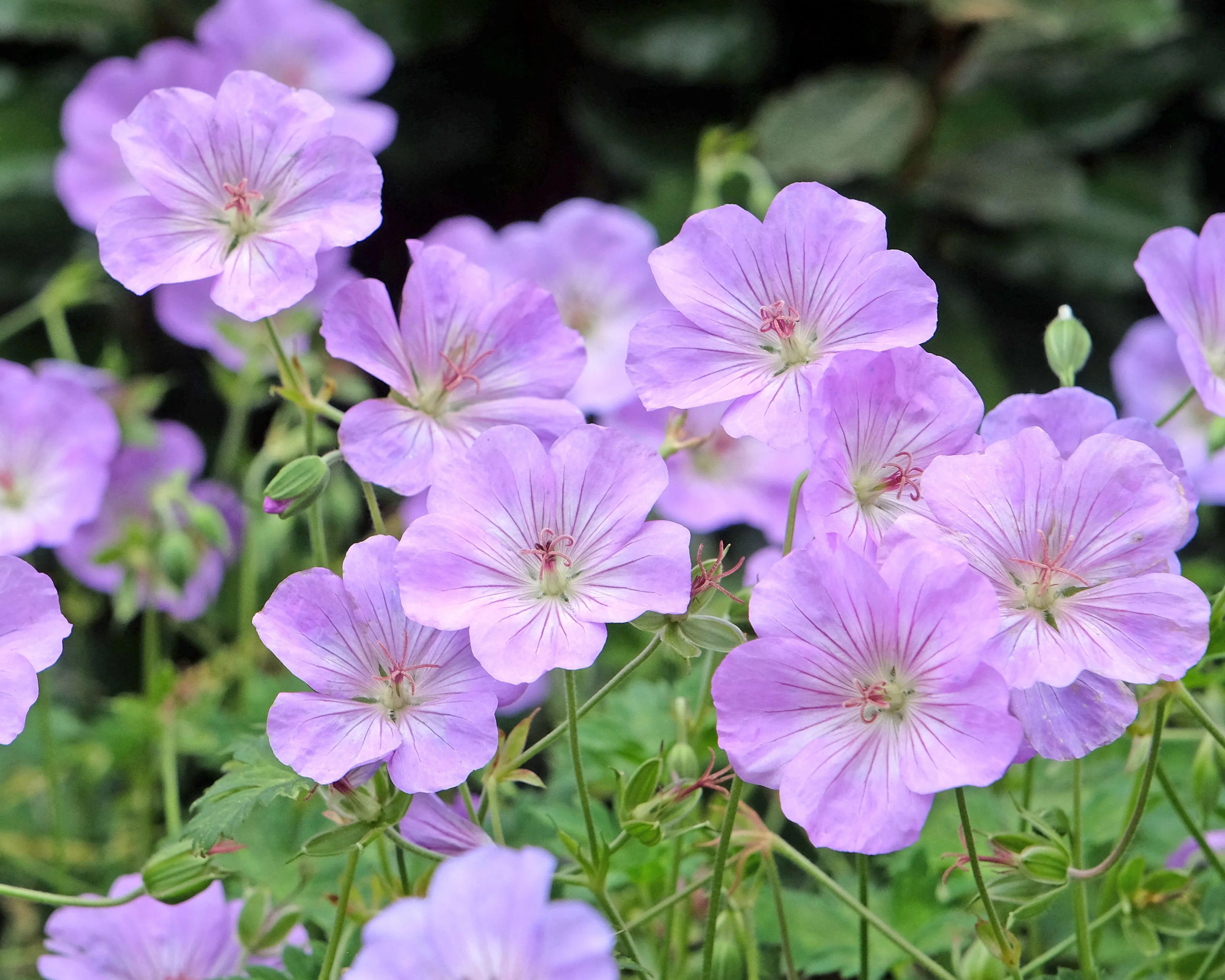 Geranium 'Azure Rush' - Image 6
