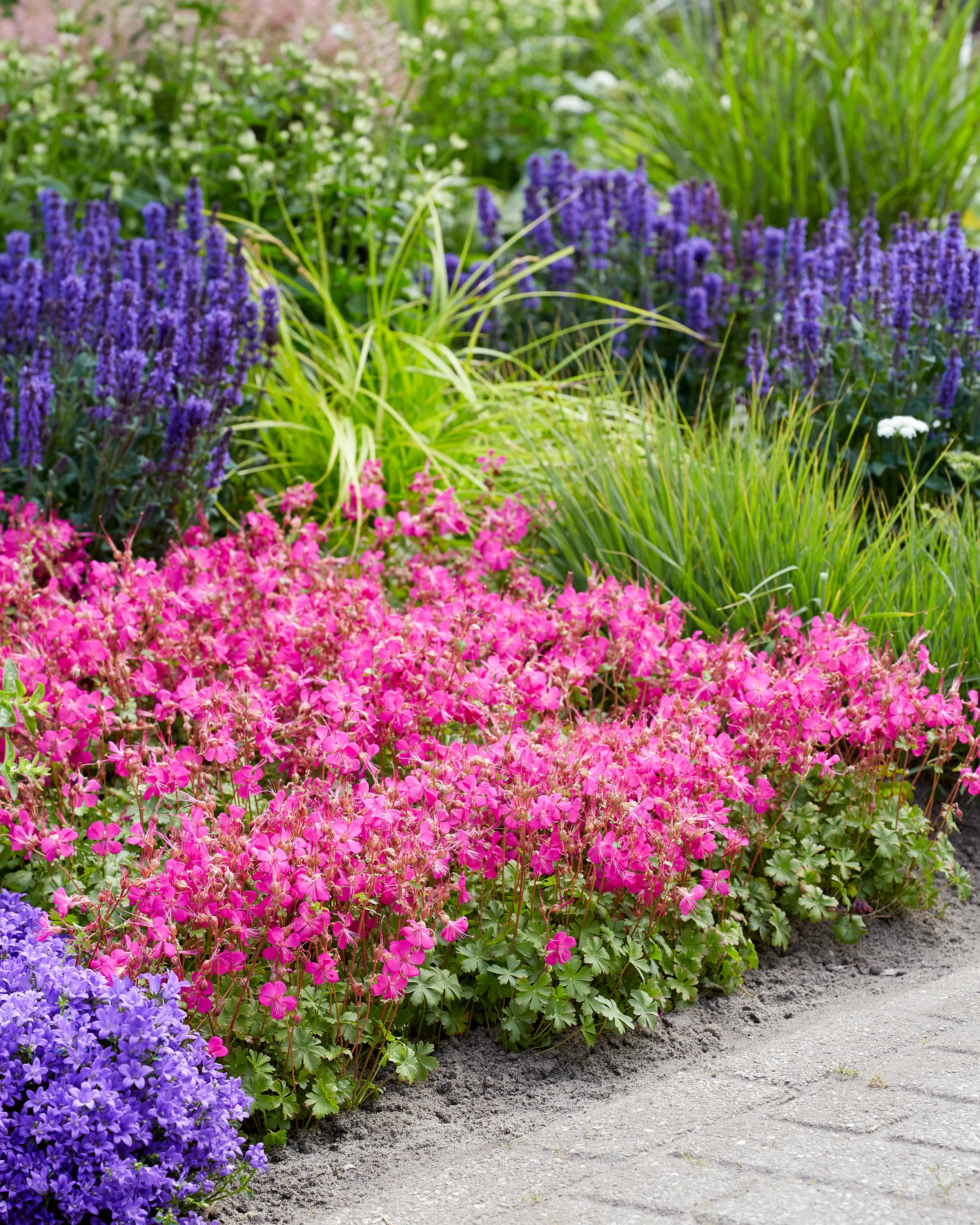 Geranium 'Intense'