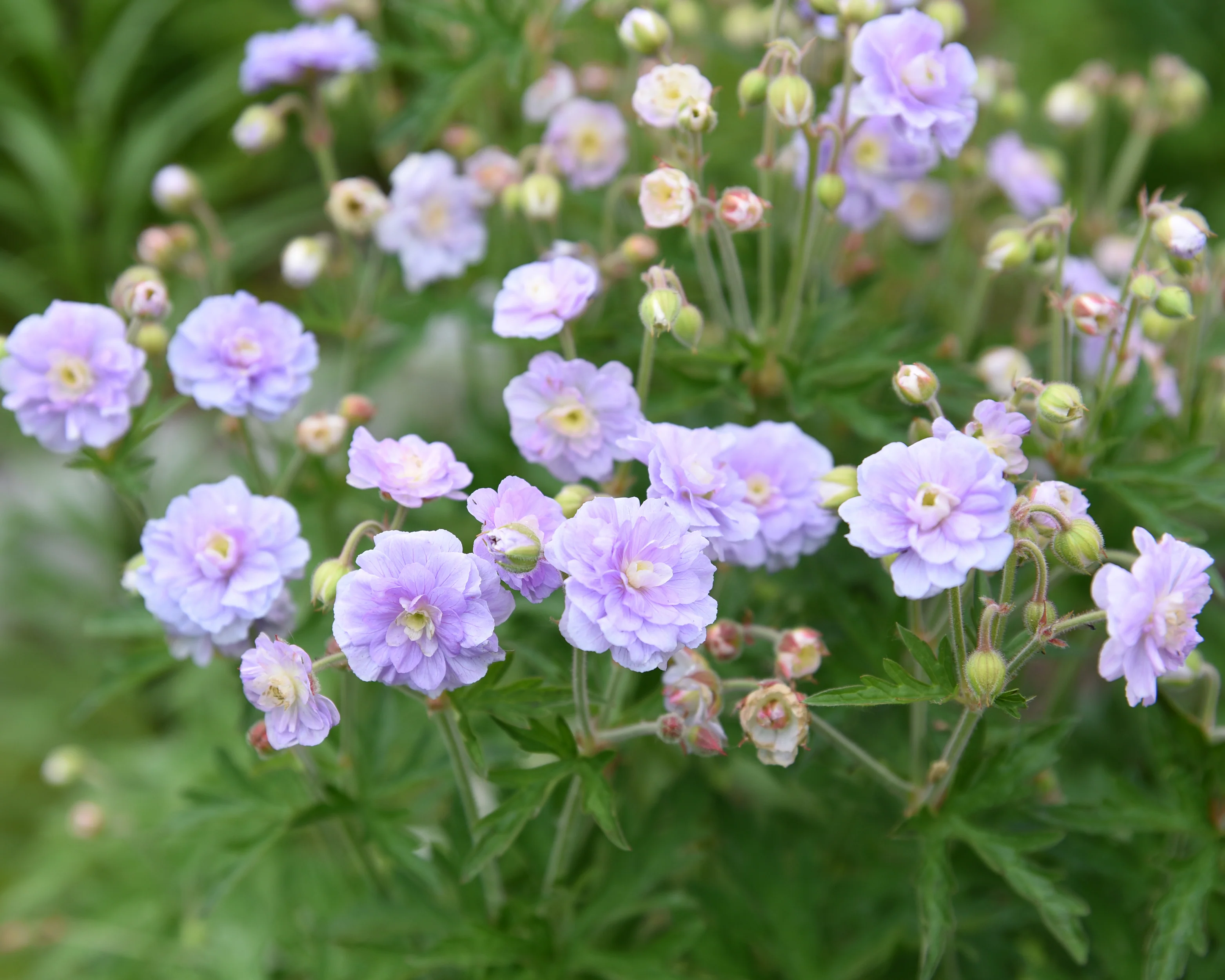 Geranium 'Summer Skies' - Image 2