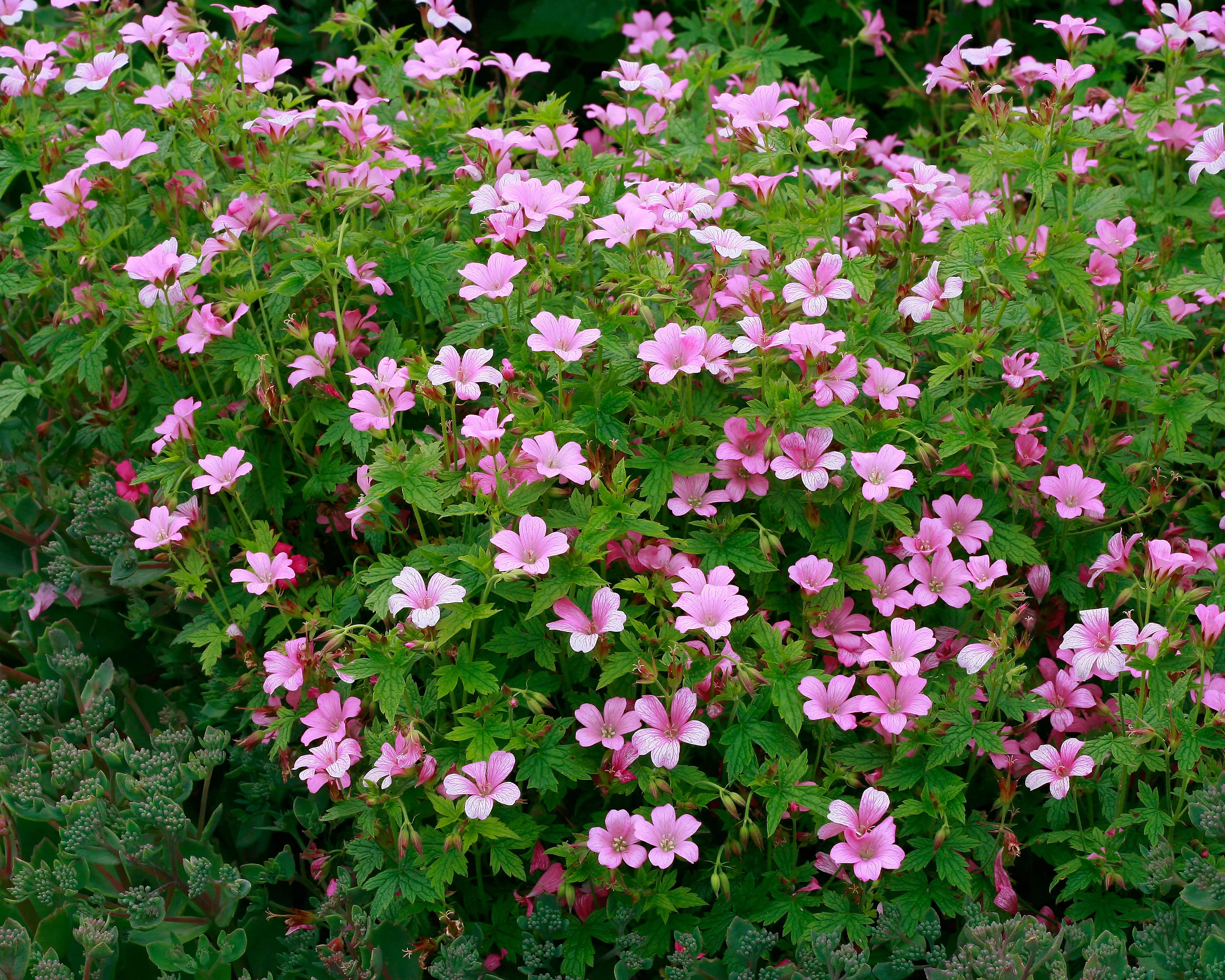 Geranium 'Wargrave Pink' - Image 2
