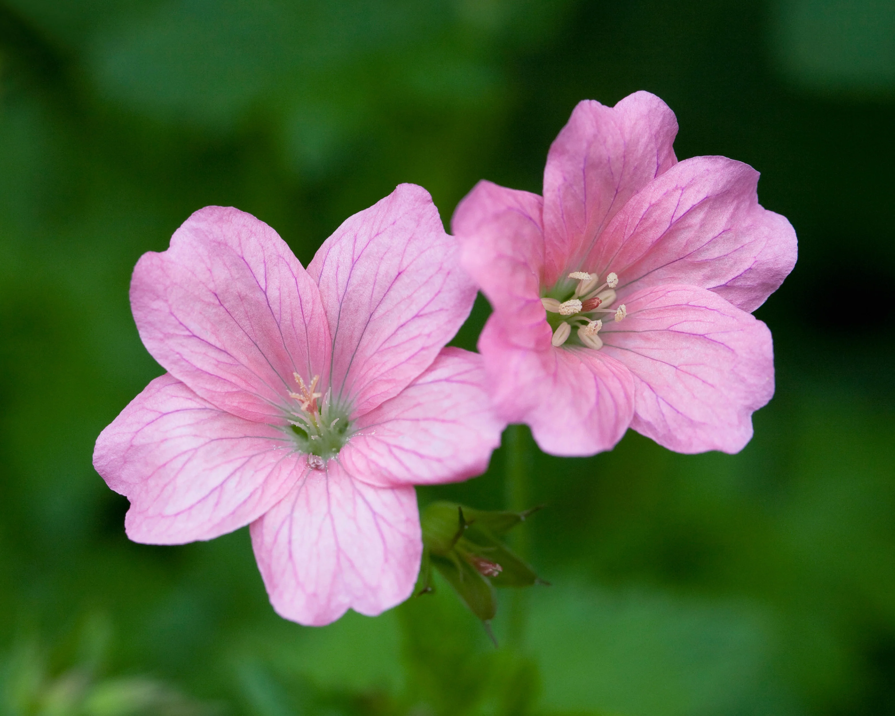 Geranium 'Wargrave Pink' - Image 4