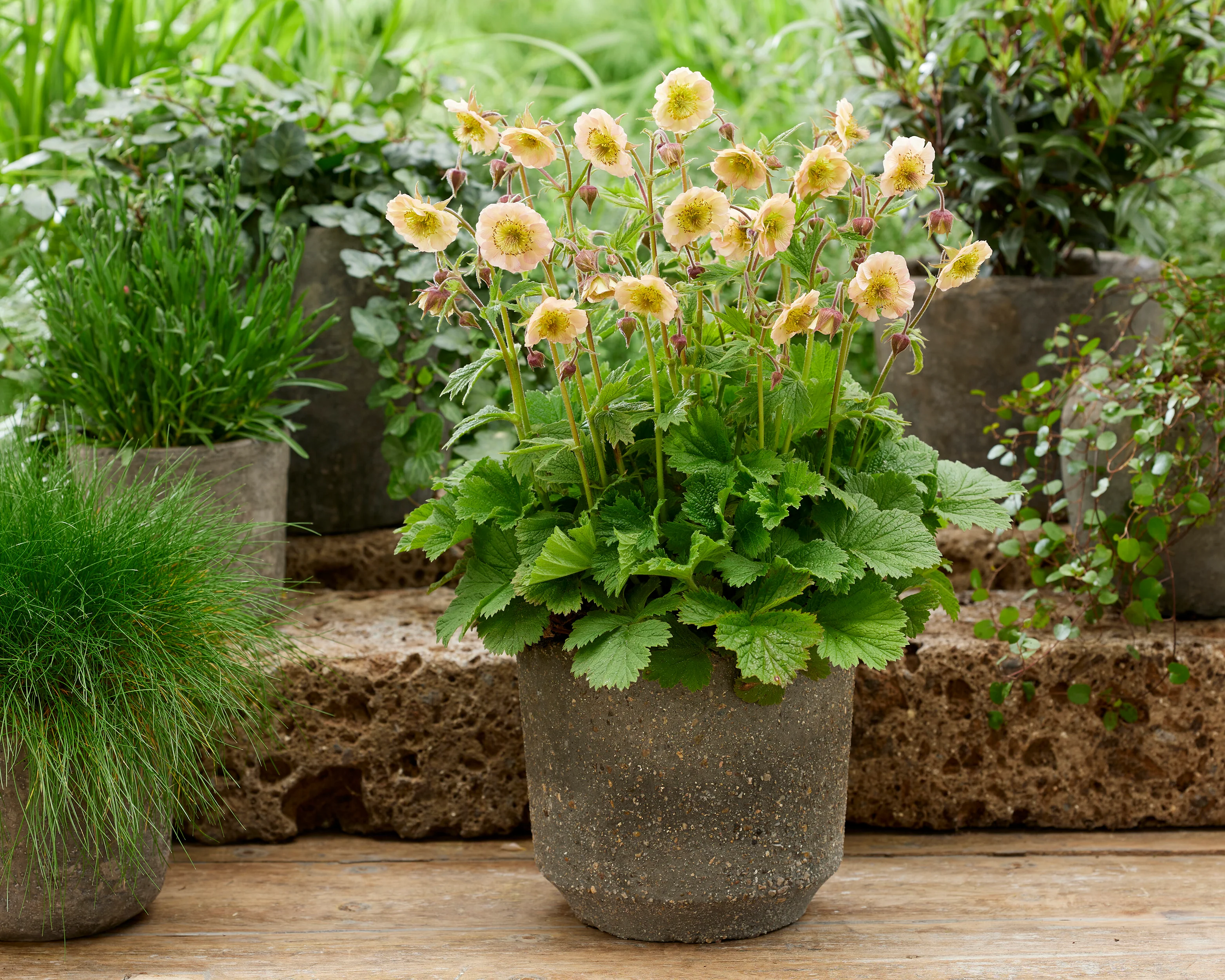 Geum 'Victoria Sponge' - Image 2