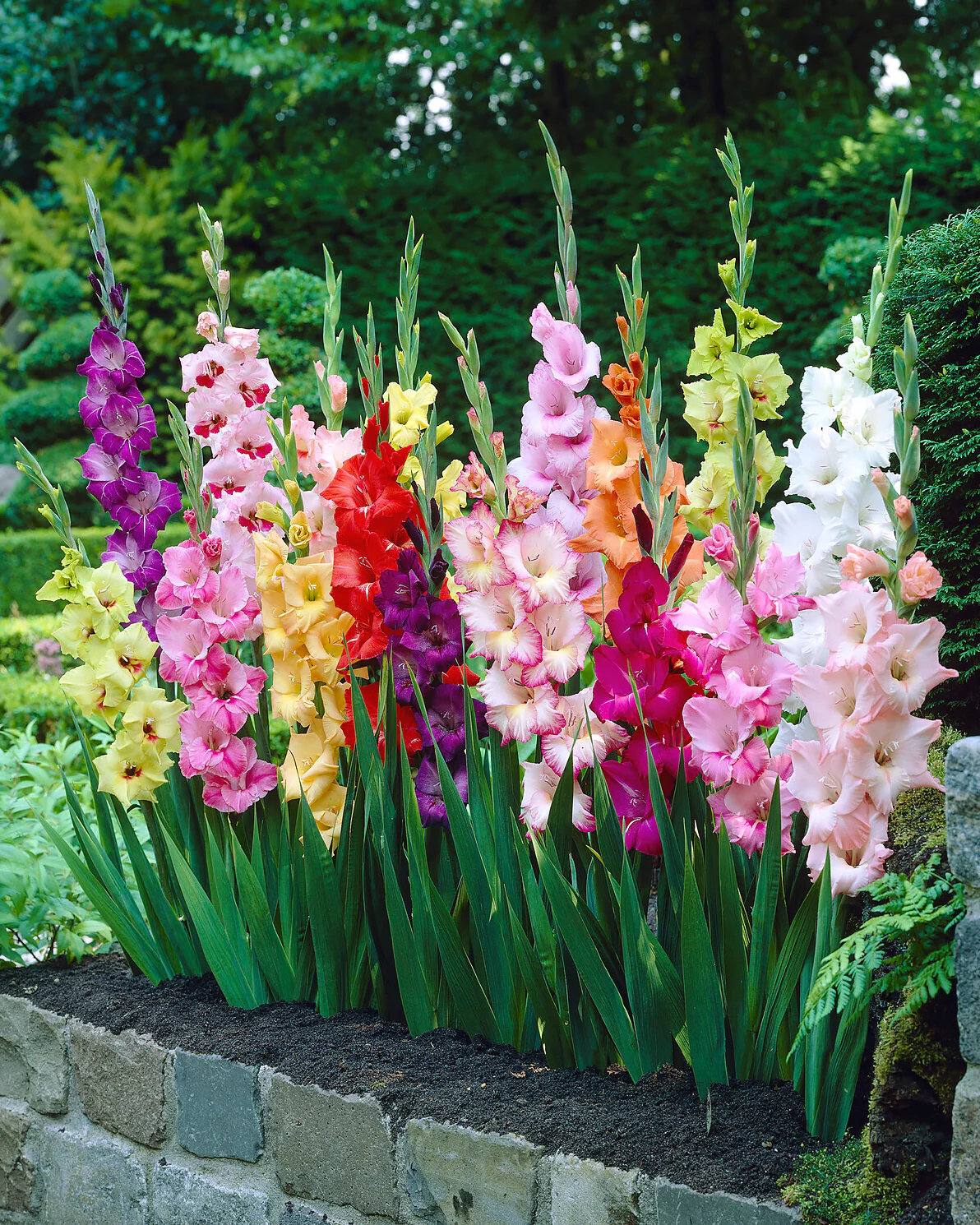 Gladiolus 'Butterfly Mixed' - Image 2