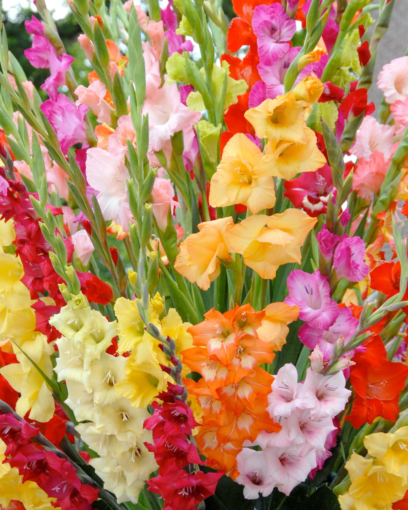 Gladiolus 'Mixed Colours' - Image 2