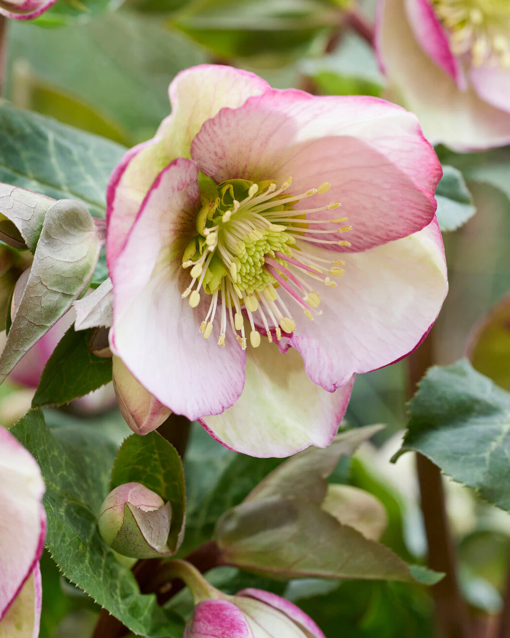 Helleborus 'Glenda's Gloss'