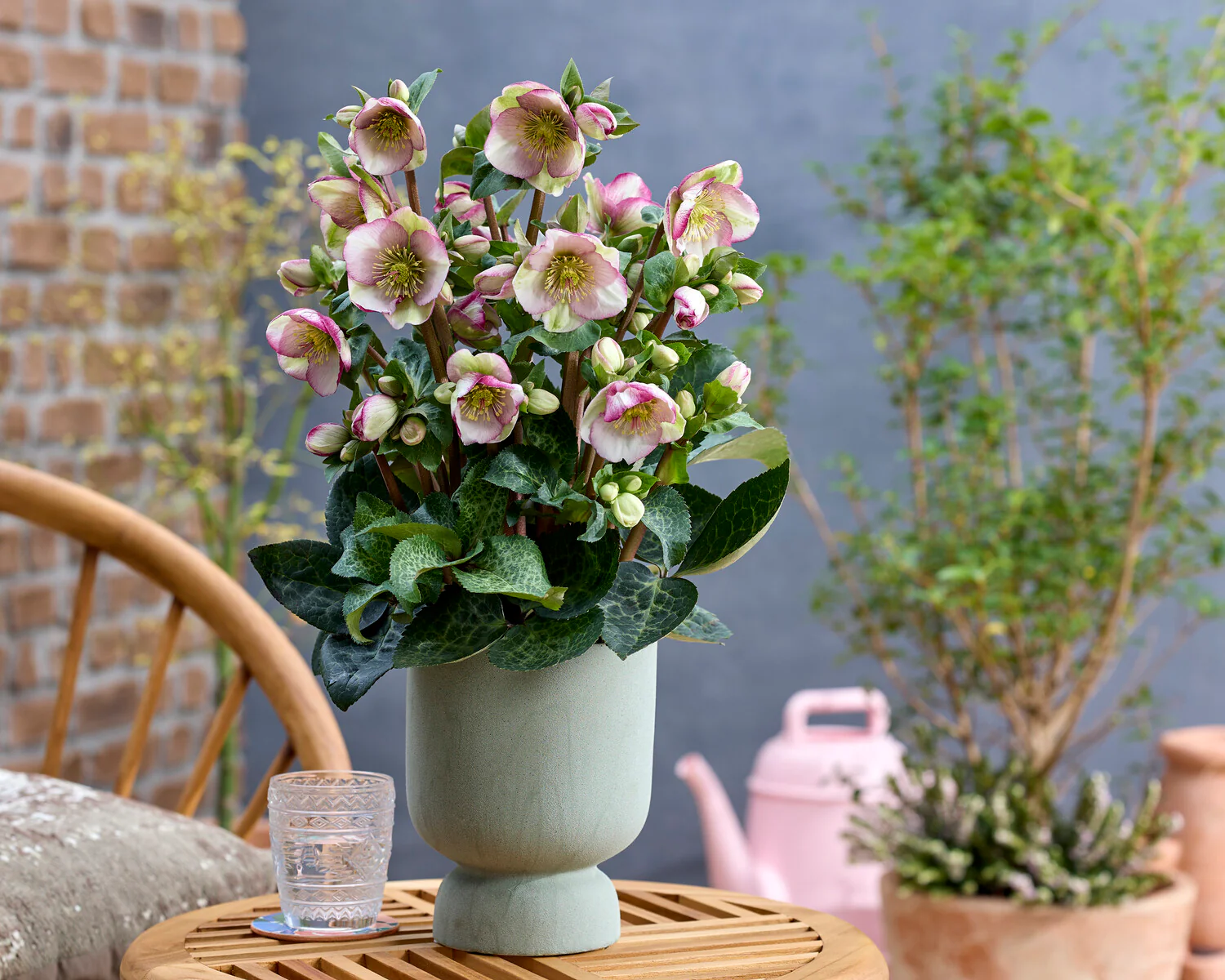 Helleborus 'Glenda's Gloss' - Image 6
