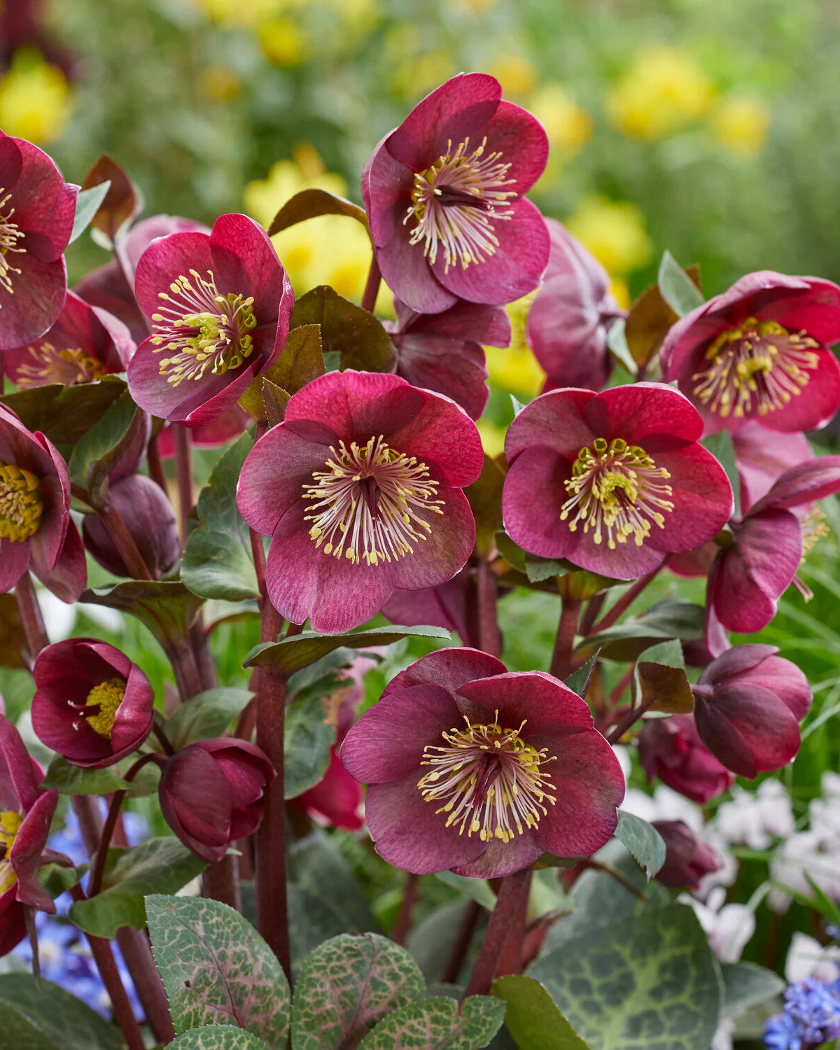 Helleborus 'Vibey Velvet'