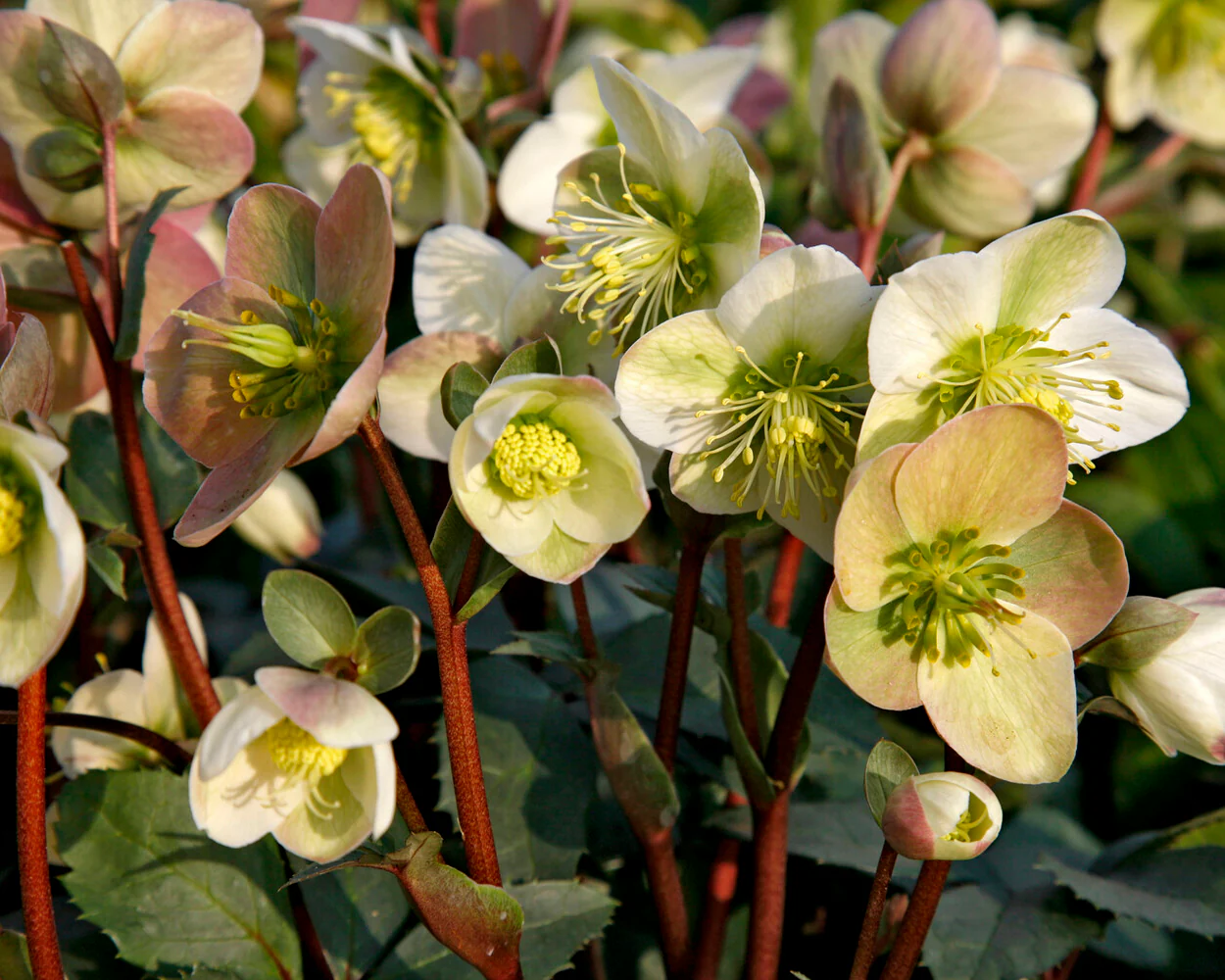 Helleborus 'Winter Moonbeam' - Image 2