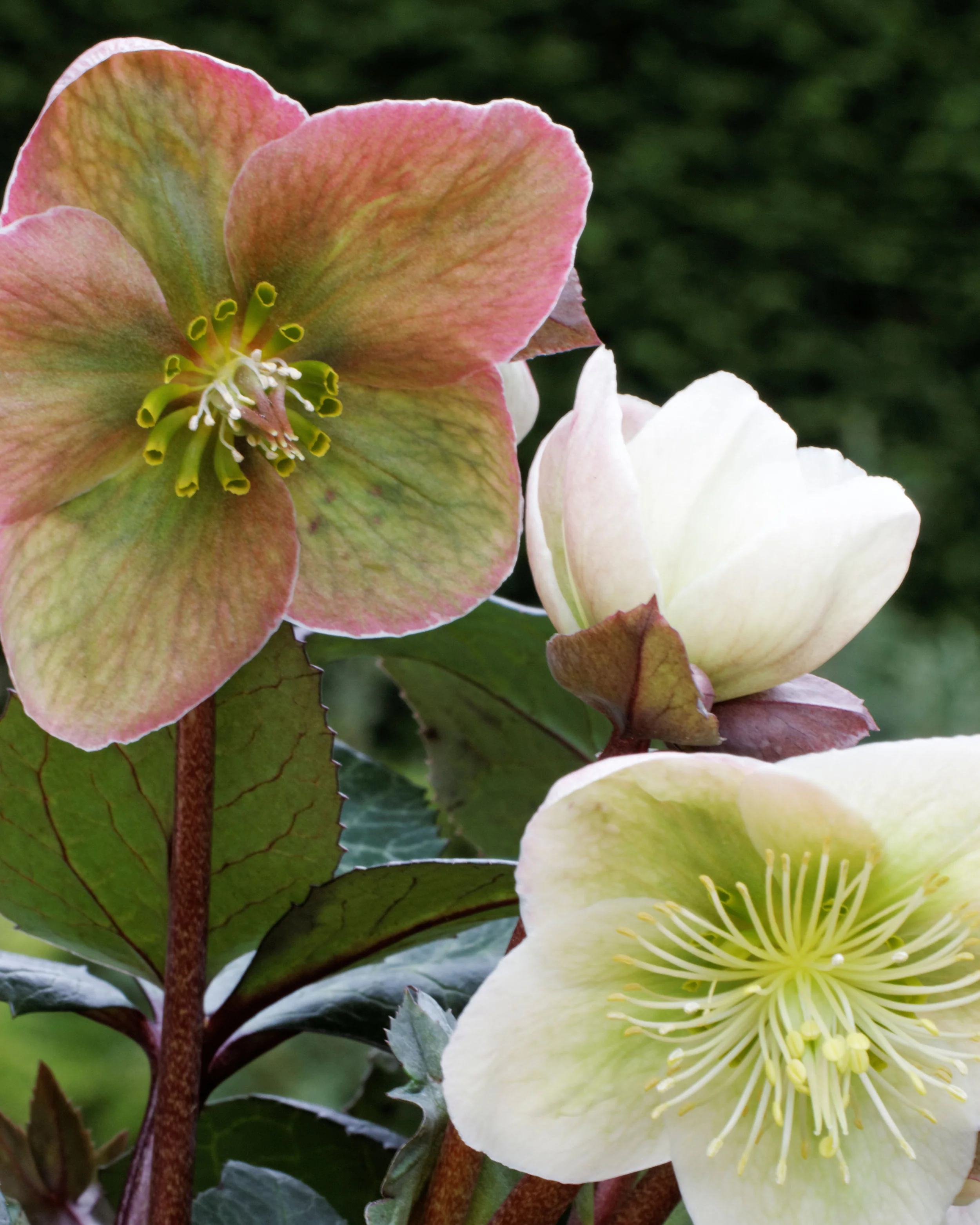 Helleborus 'Winter Moonbeam' - Image 3