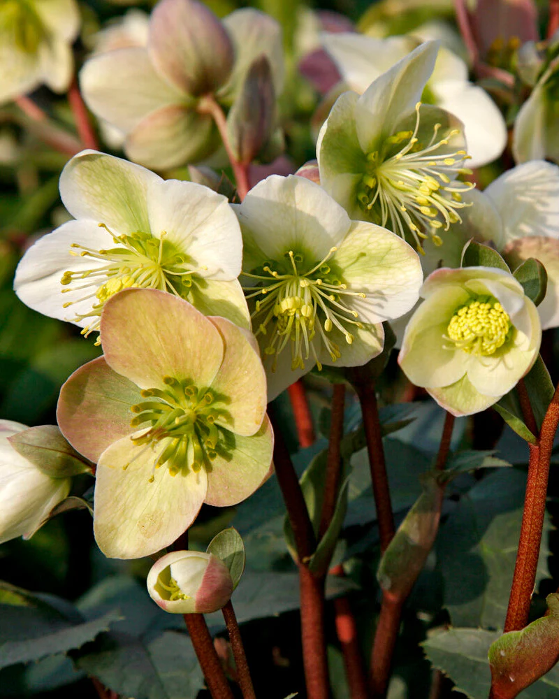 Helleborus 'Winter Moonbeam' - Image 4