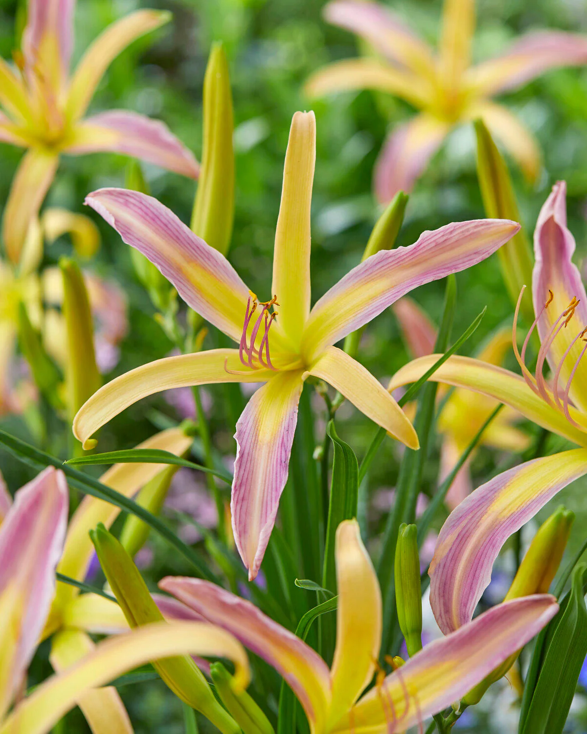 Hemerocallis 'String Bikini' - Image 2